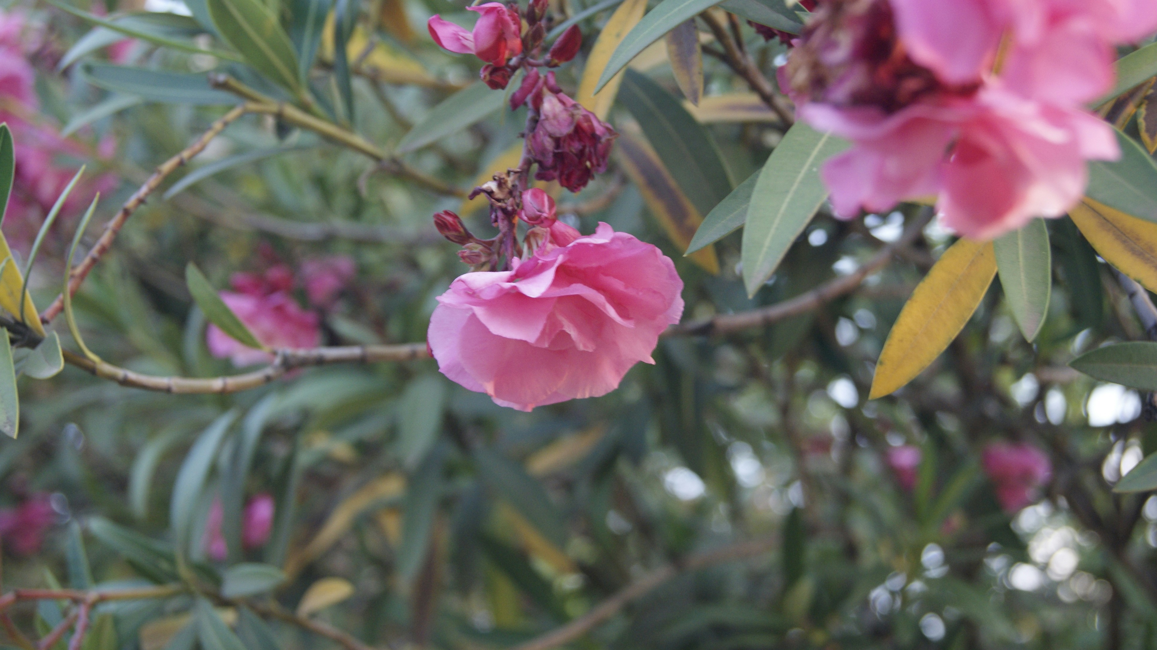 A close up of pink flowers on a tree photo – Free Flower Image on Unsplash