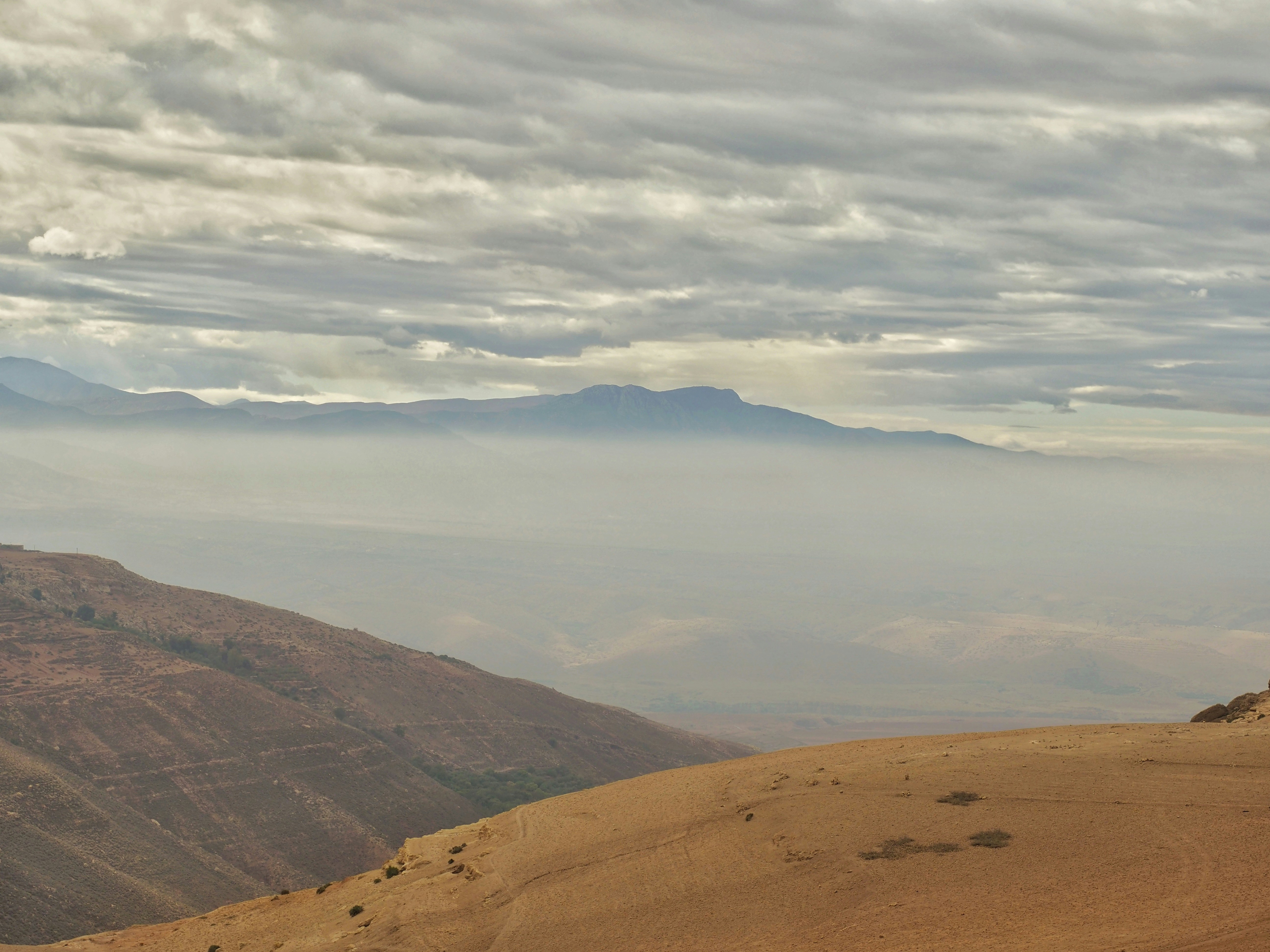 A group of animals walking across a desert landscape