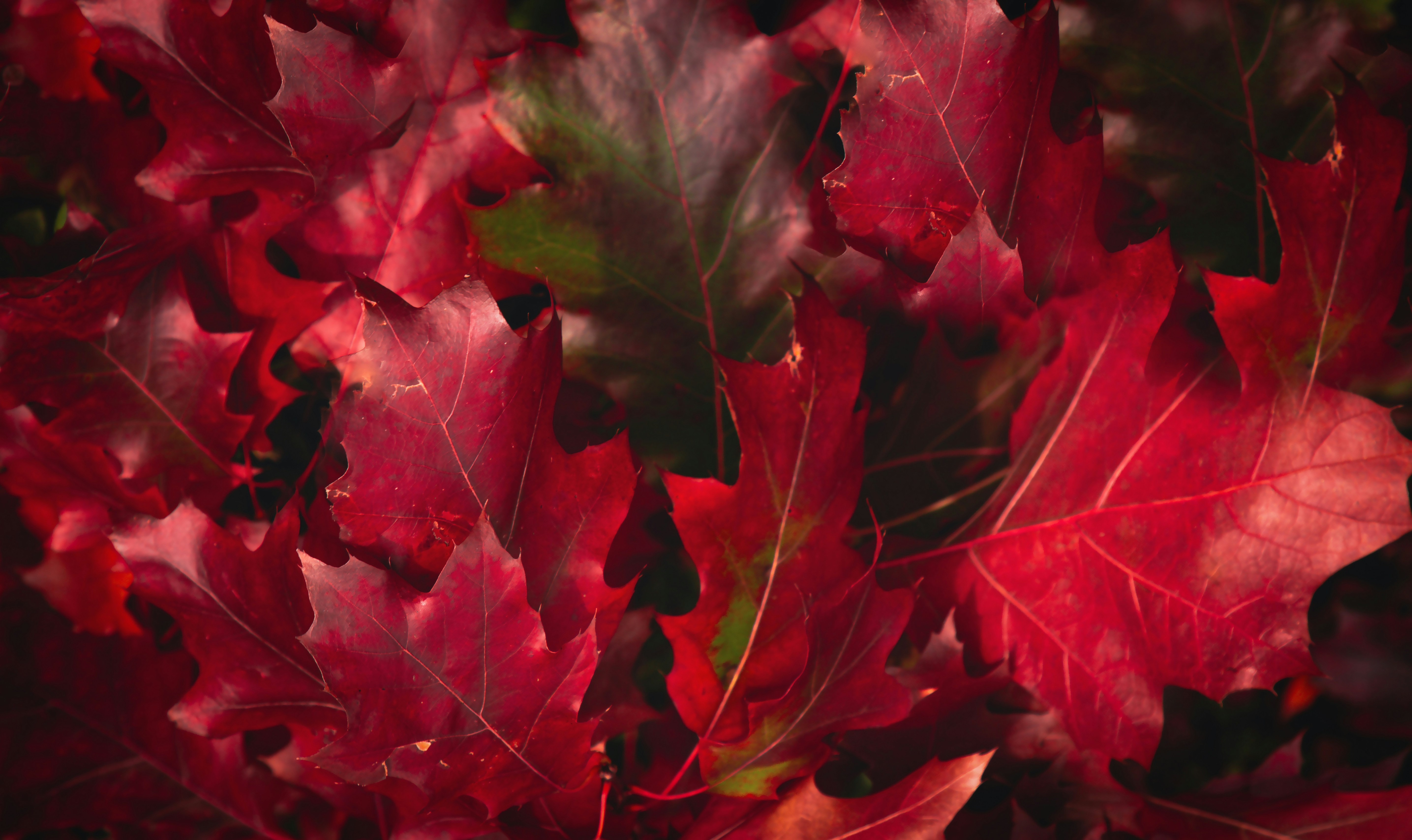 A close up of a bunch of red leaves