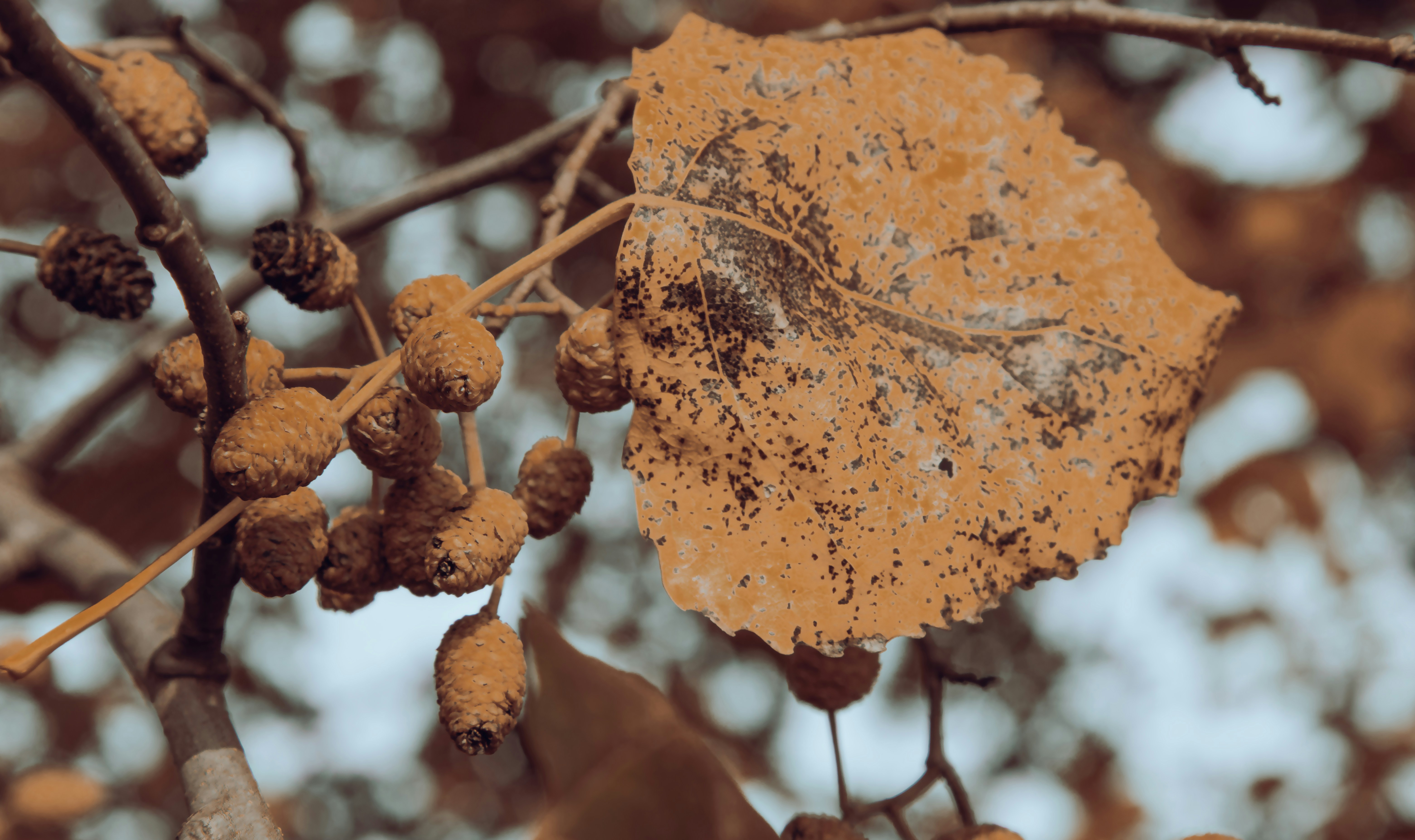 A close up of a leaf on a tree