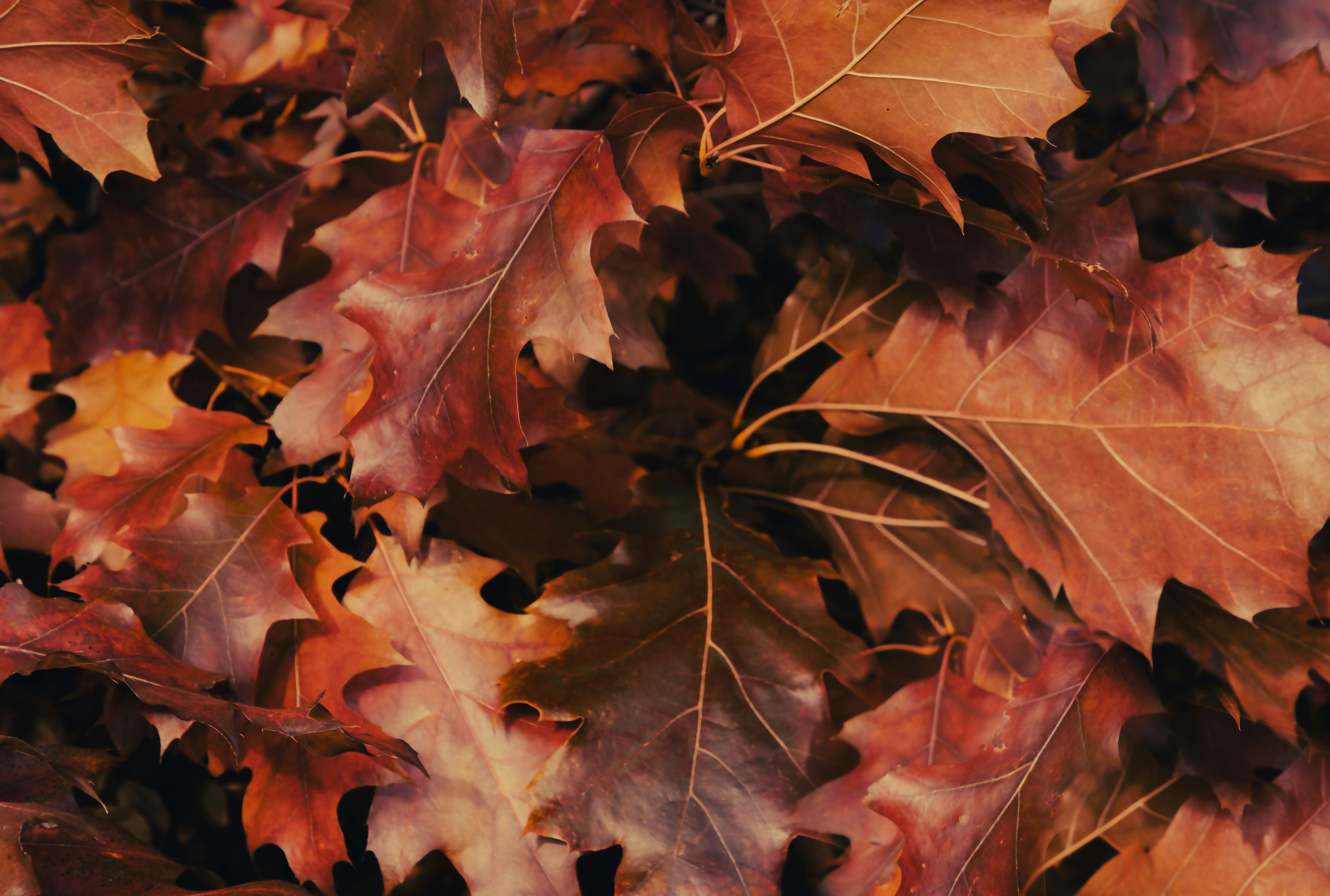 A bunch of leaves that are laying on the ground