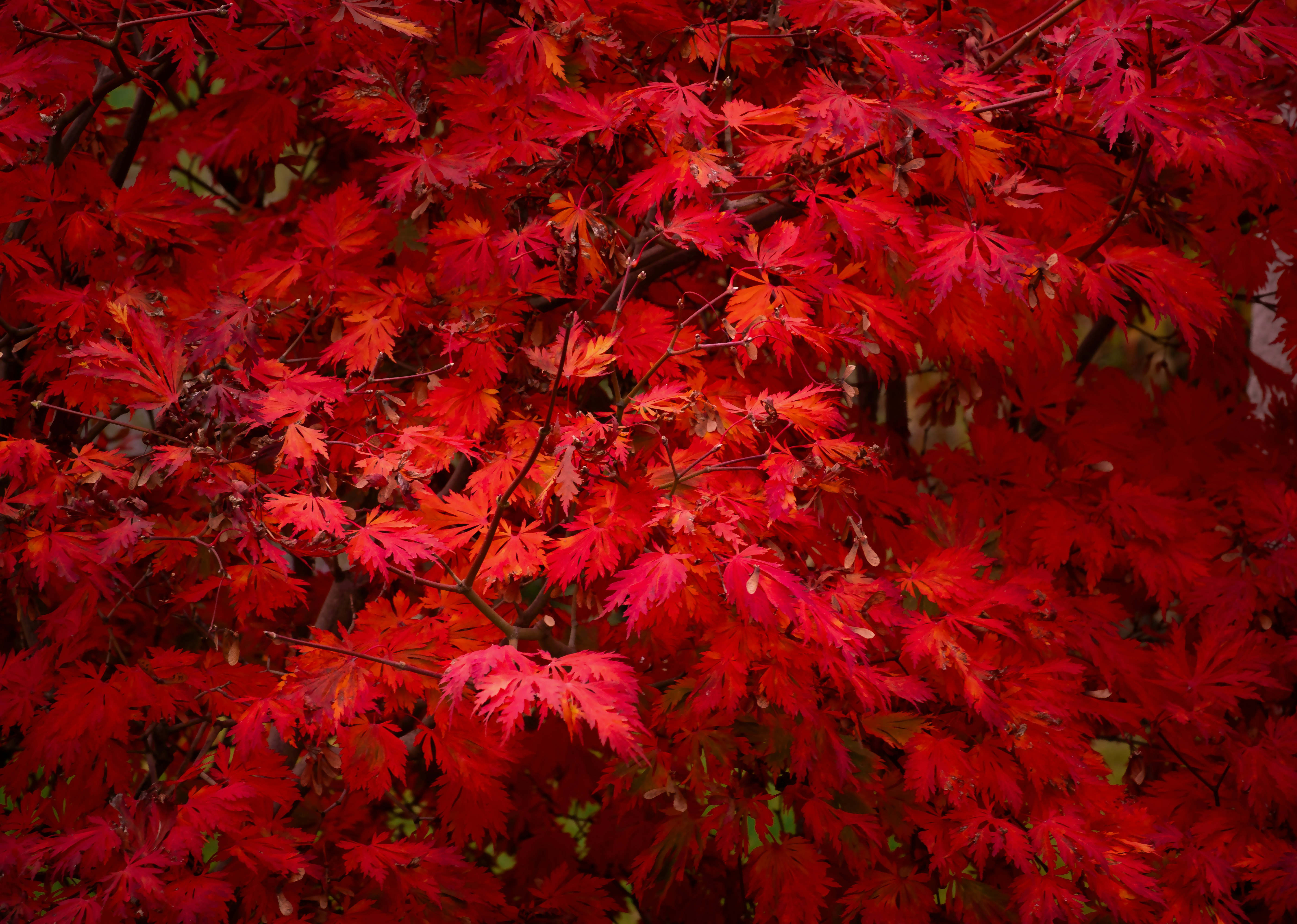 A tree with red leaves in the fall