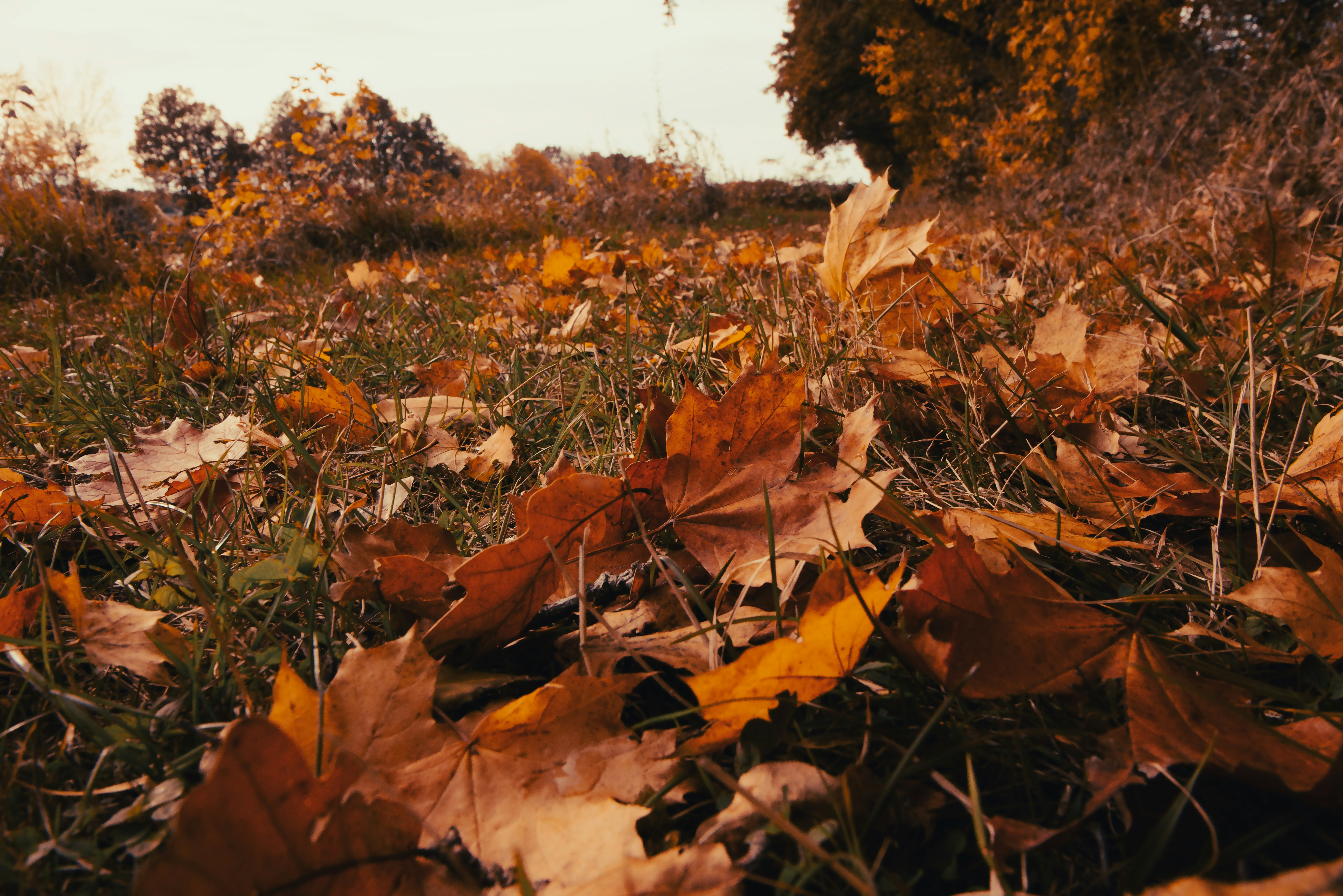 A bunch of leaves that are laying on the ground