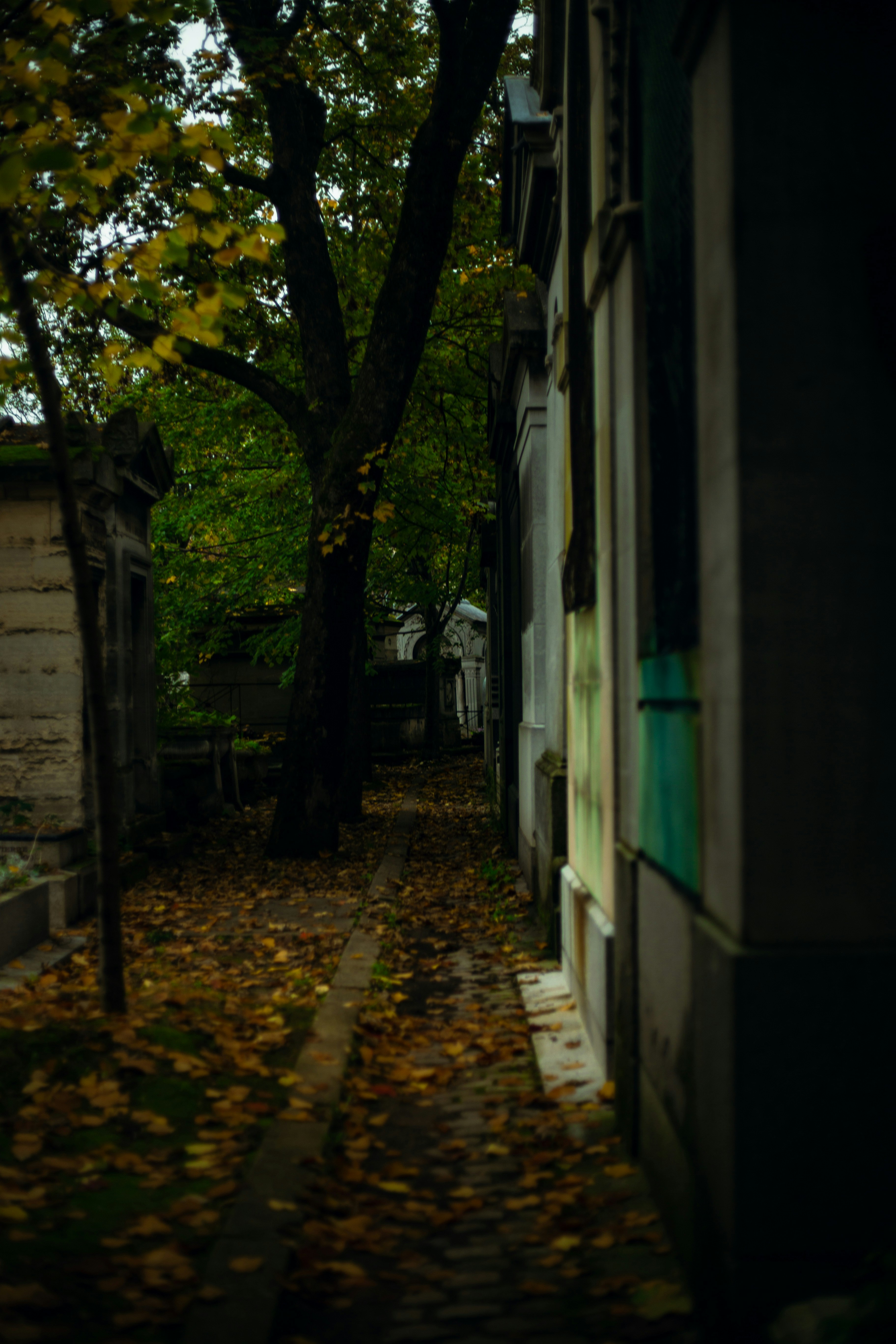 A narrow alley way with a tree in the background