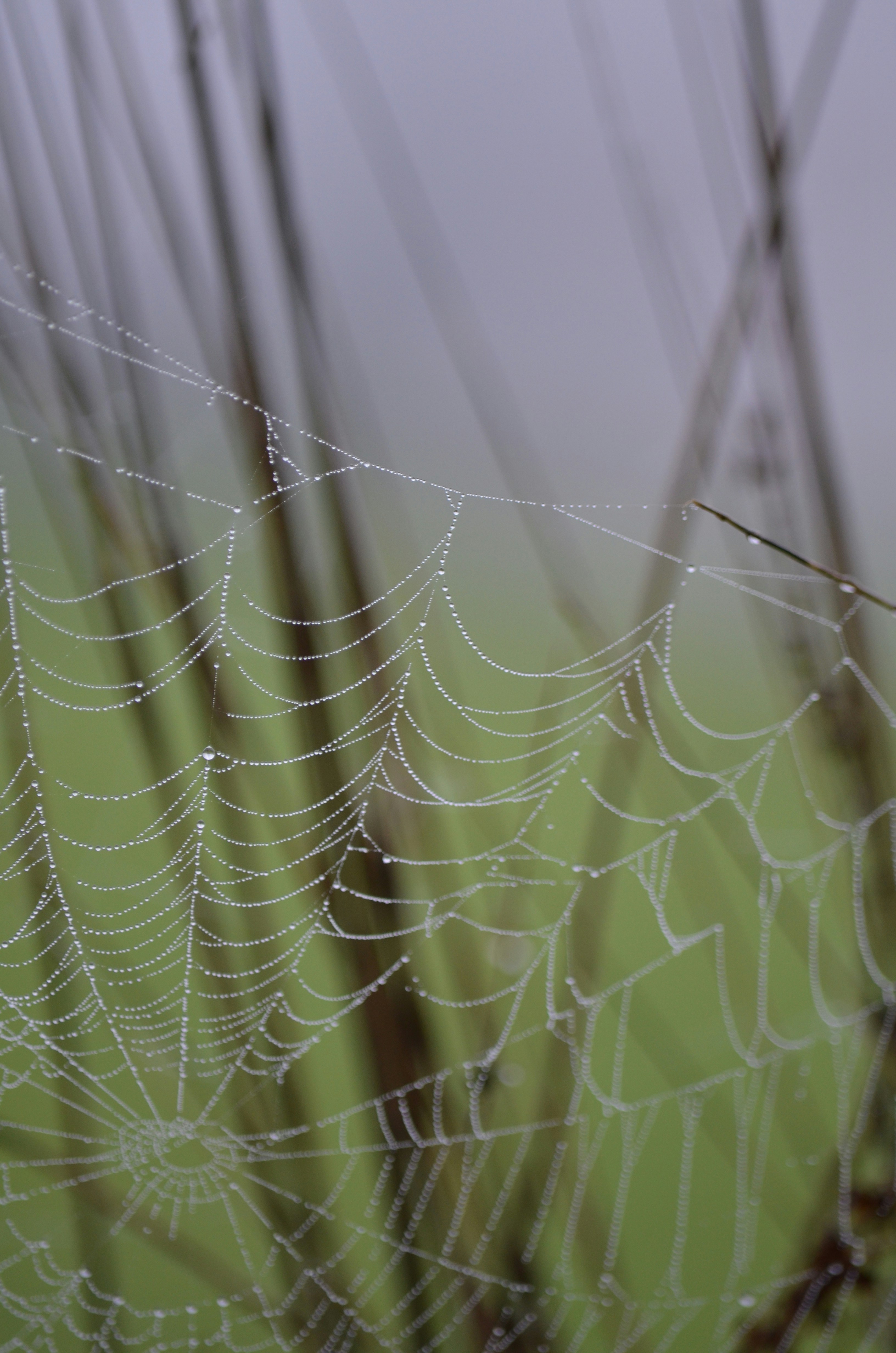 Photo by zlobiwankenobi