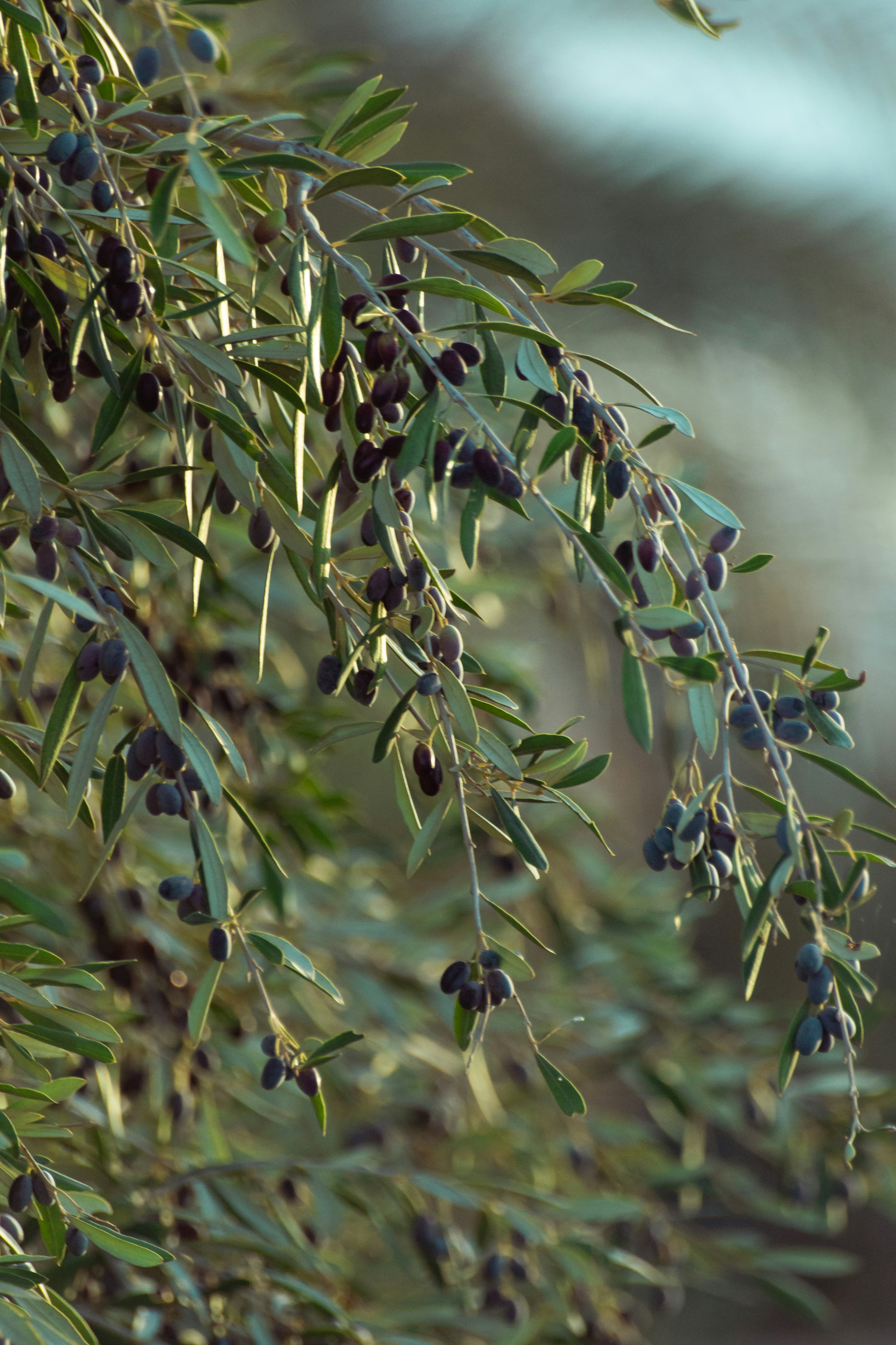 A branch of an olive tree with lots of olives