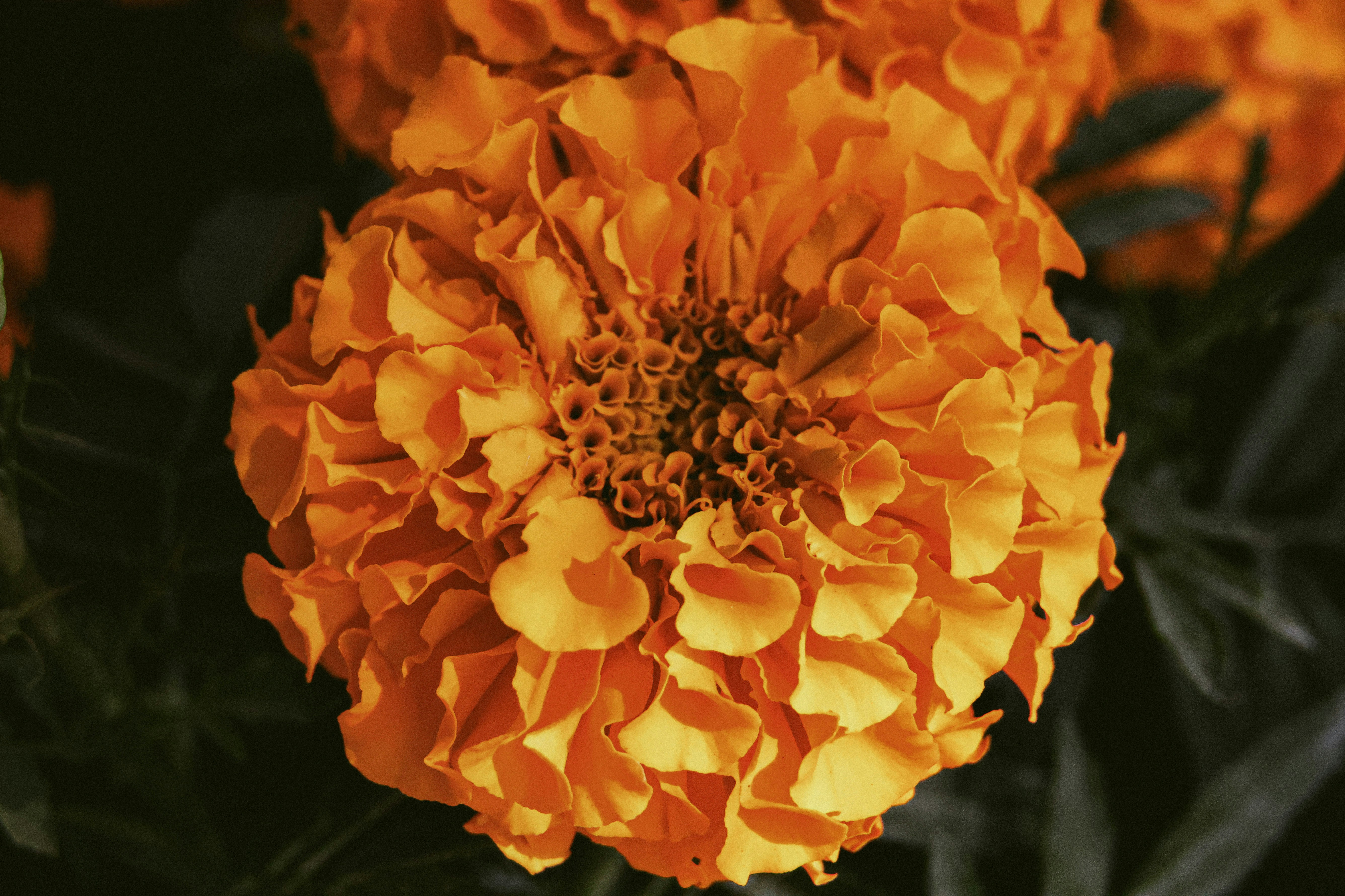 Un primo piano di un fiore d'arancio su una pianta