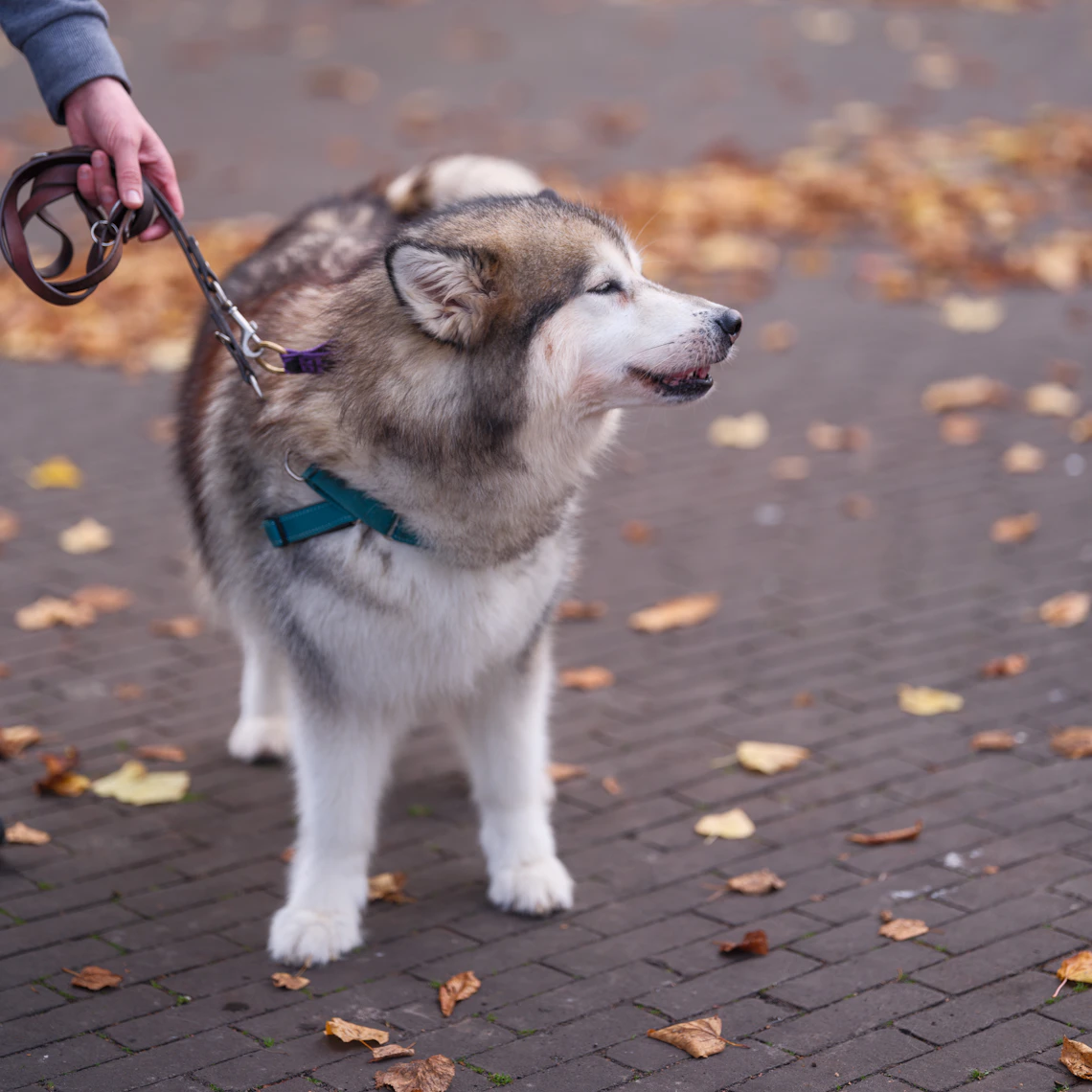 A real dog wearing a harness while being held on a leash outdoors