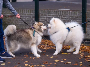 A man walking two dogs on a leash