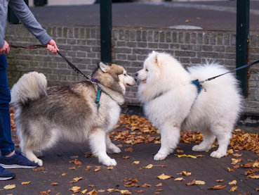 A man walking two dogs on a leash