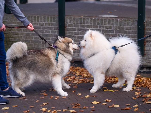 A man walking two dogs on a leash