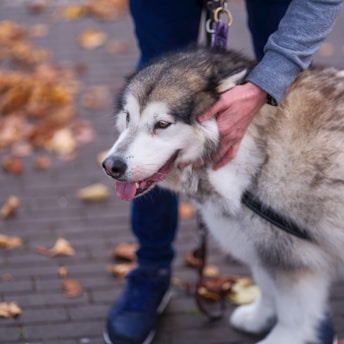 A person walking a dog on a leash