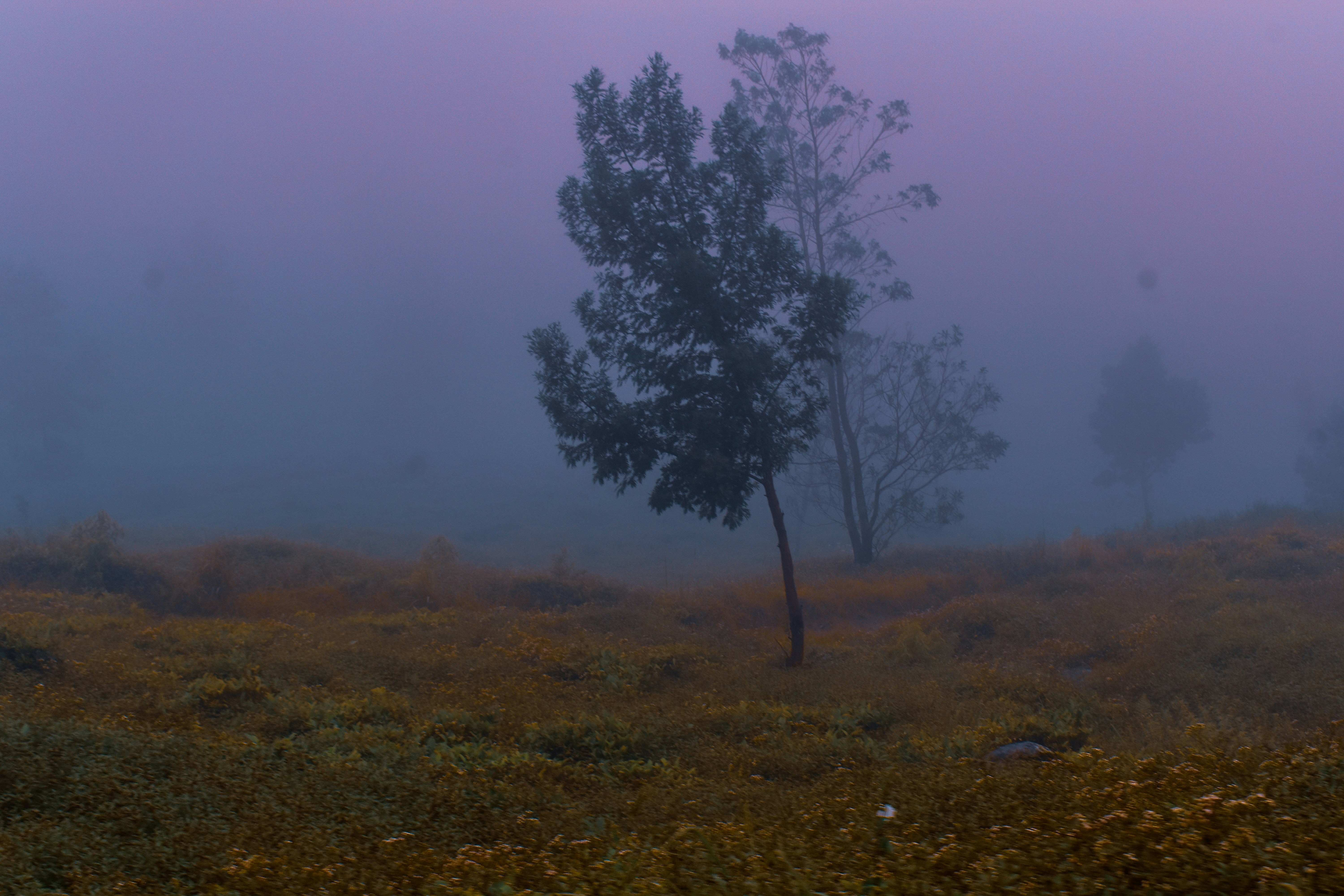 A foggy field with a lone tree in the foreground