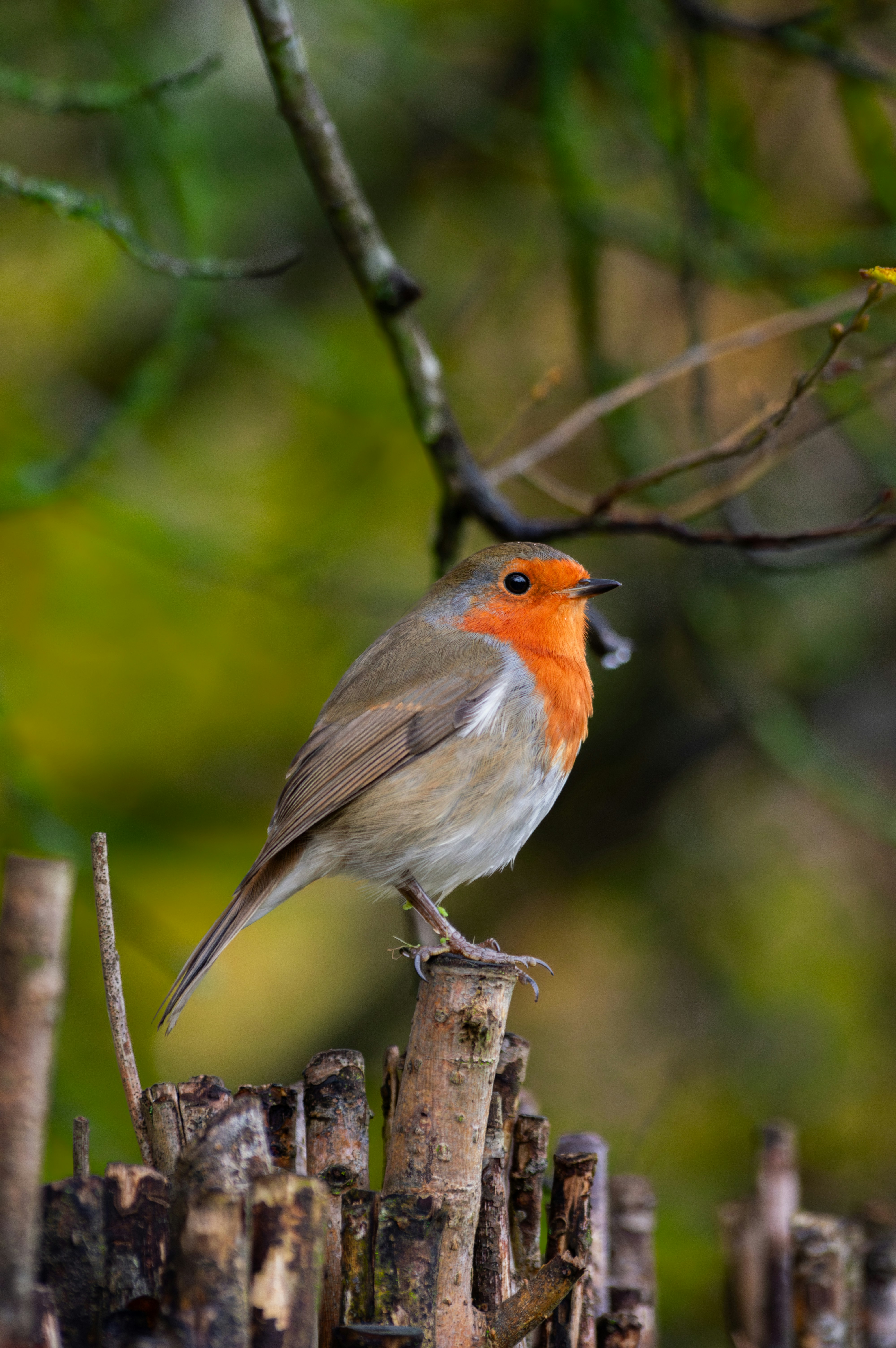 Photo by saidyigitcamlica