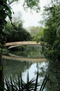 A bridge over a body of water surrounded by trees