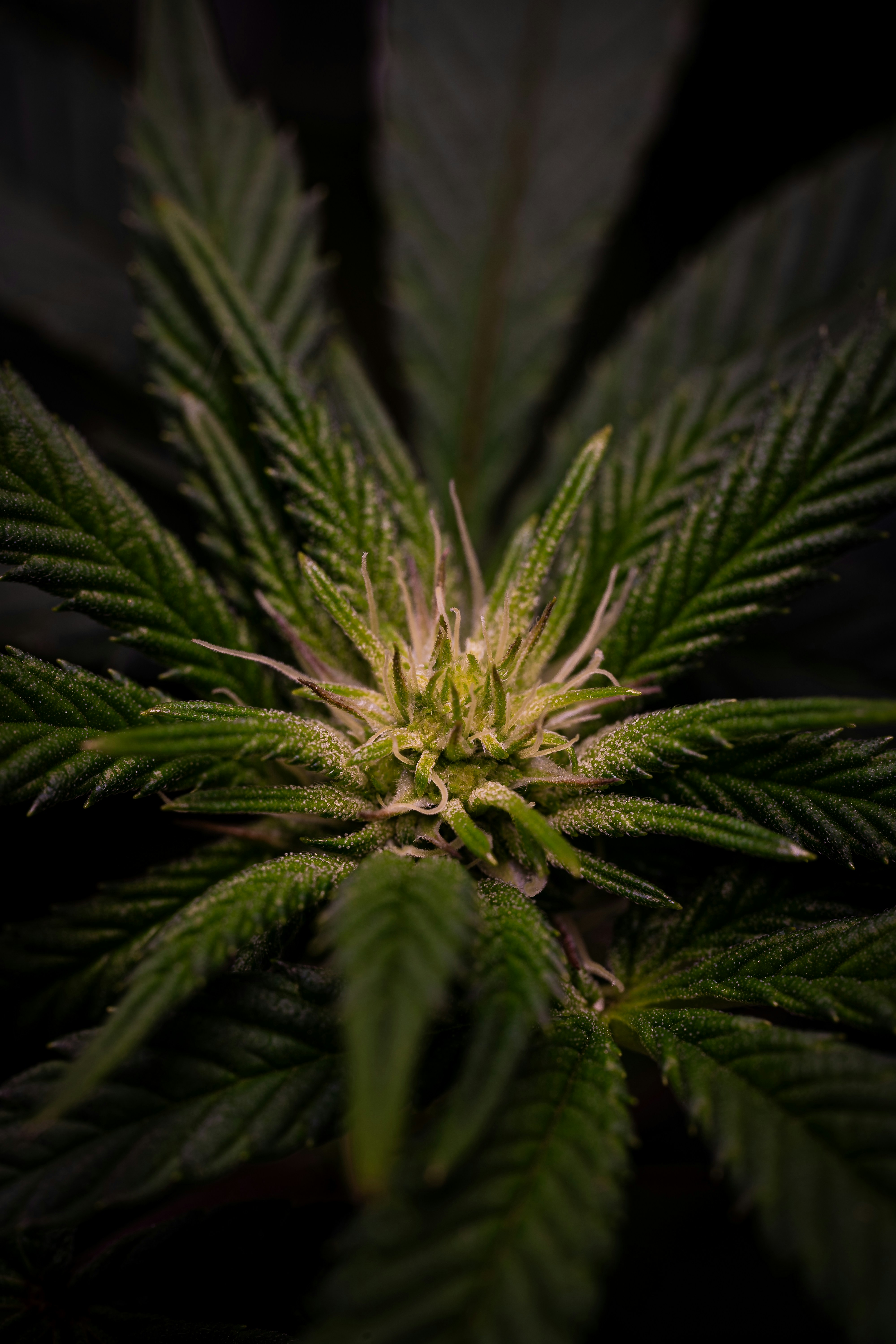 Photo by apokalipscke