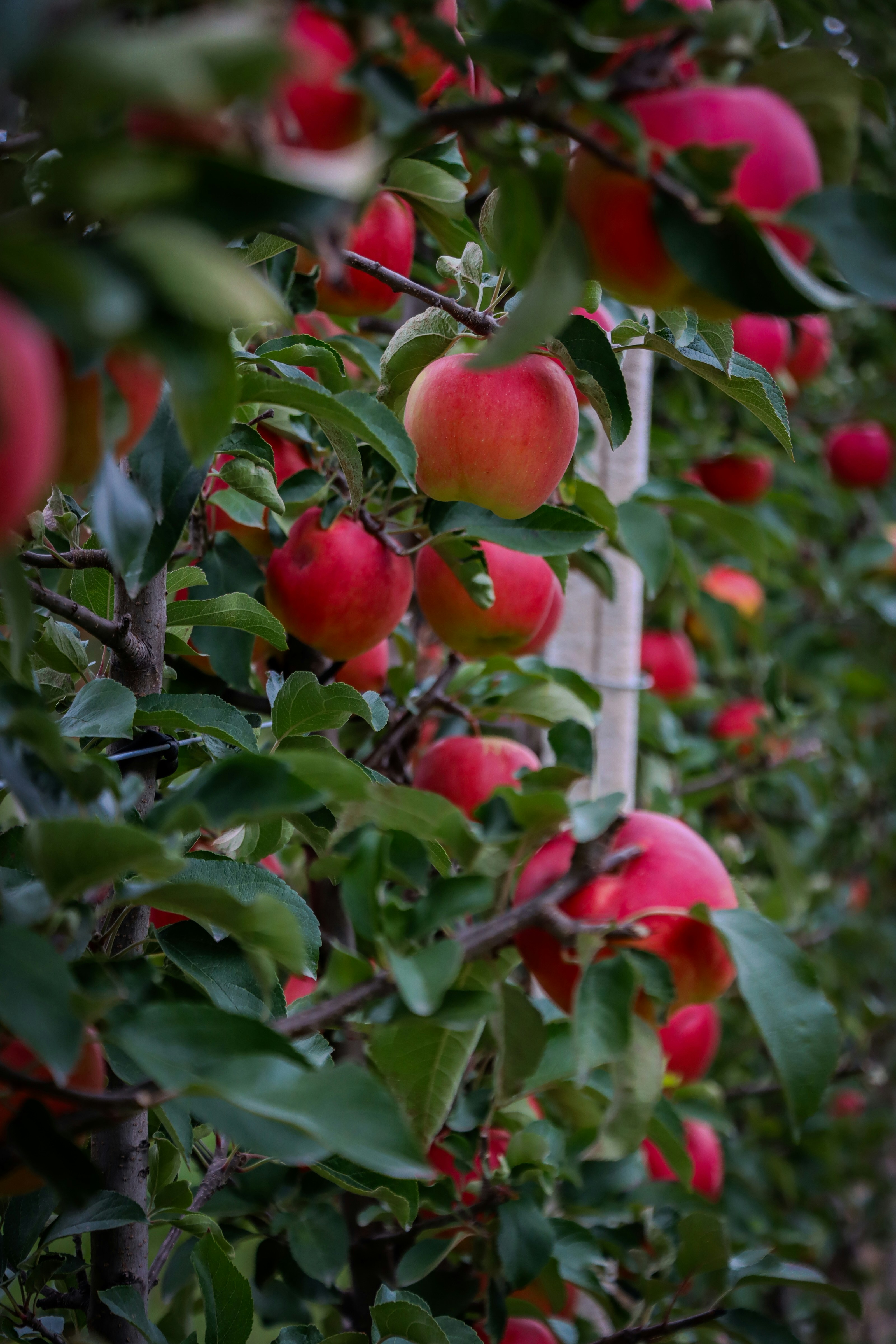 A row of trees filled with lots of red apples