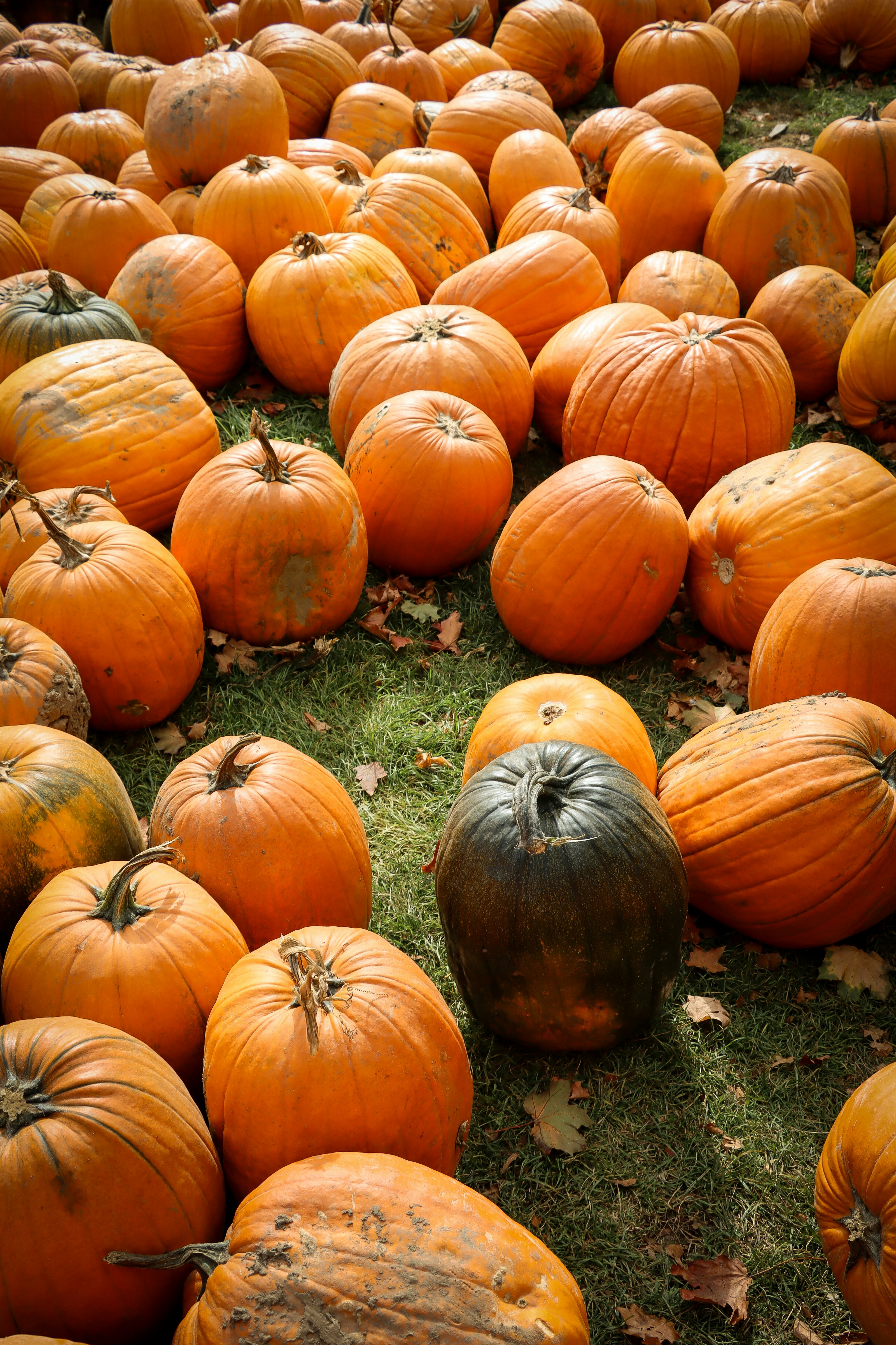 Photo by santiago_franco