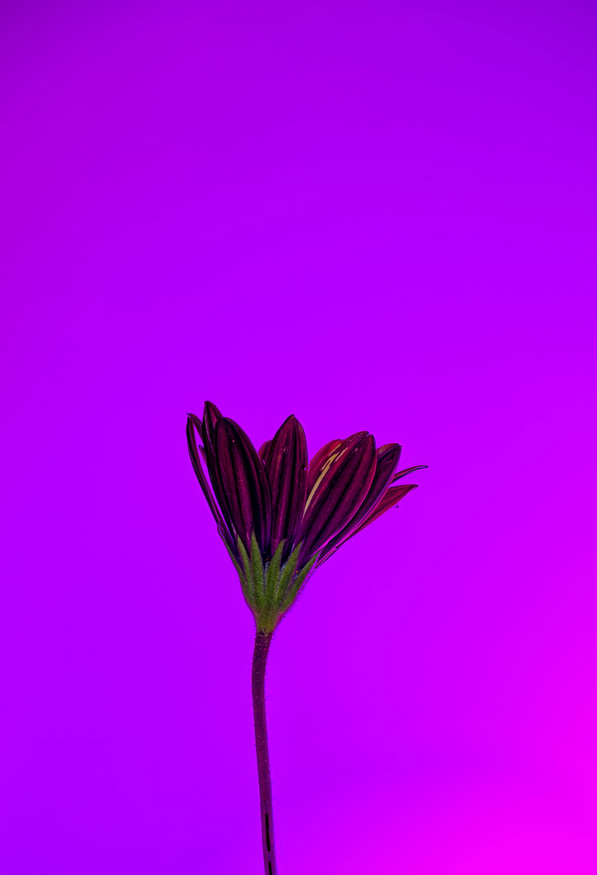 A single purple flower on a purple background