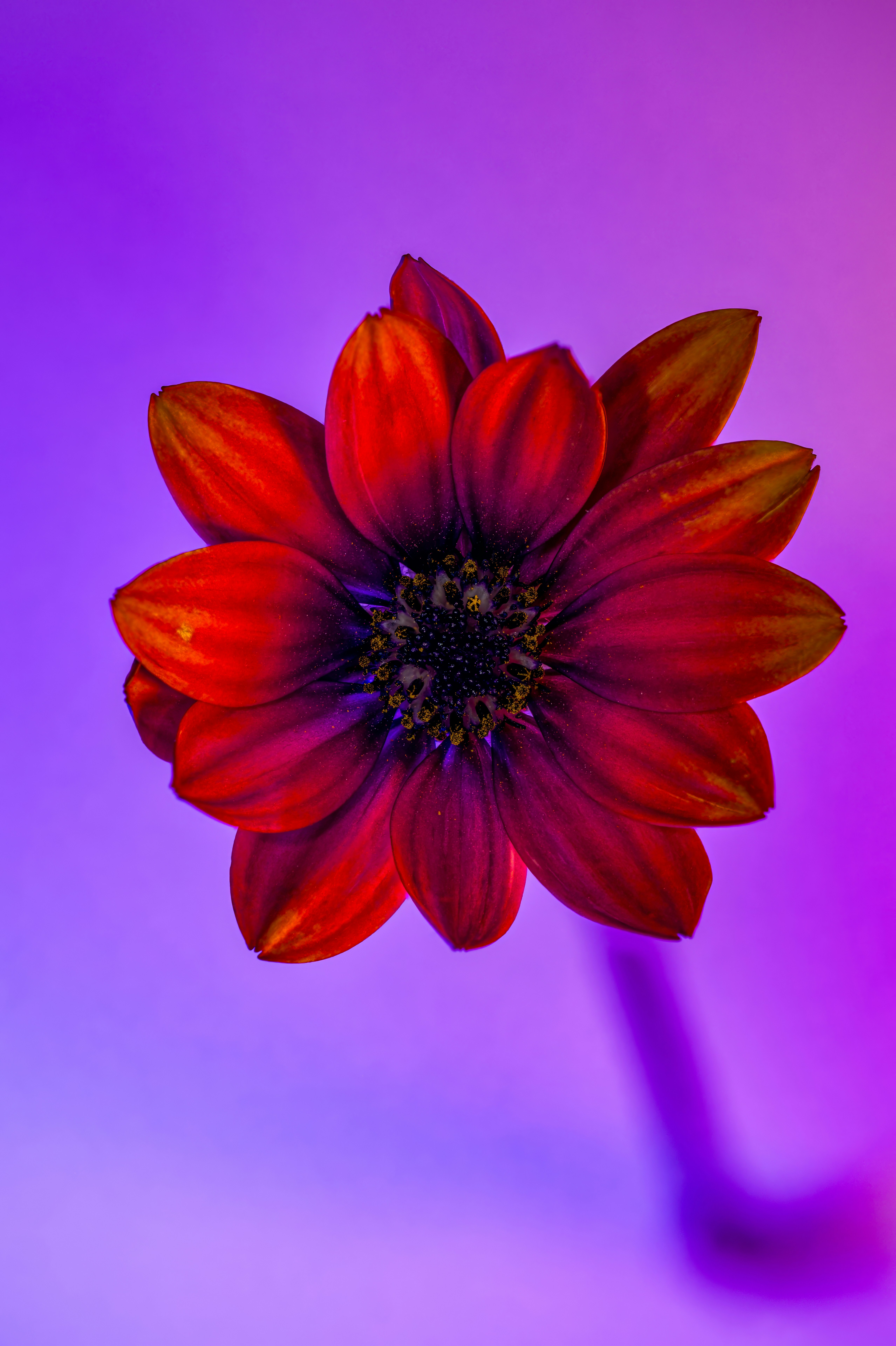 Photo by alexandredaoust