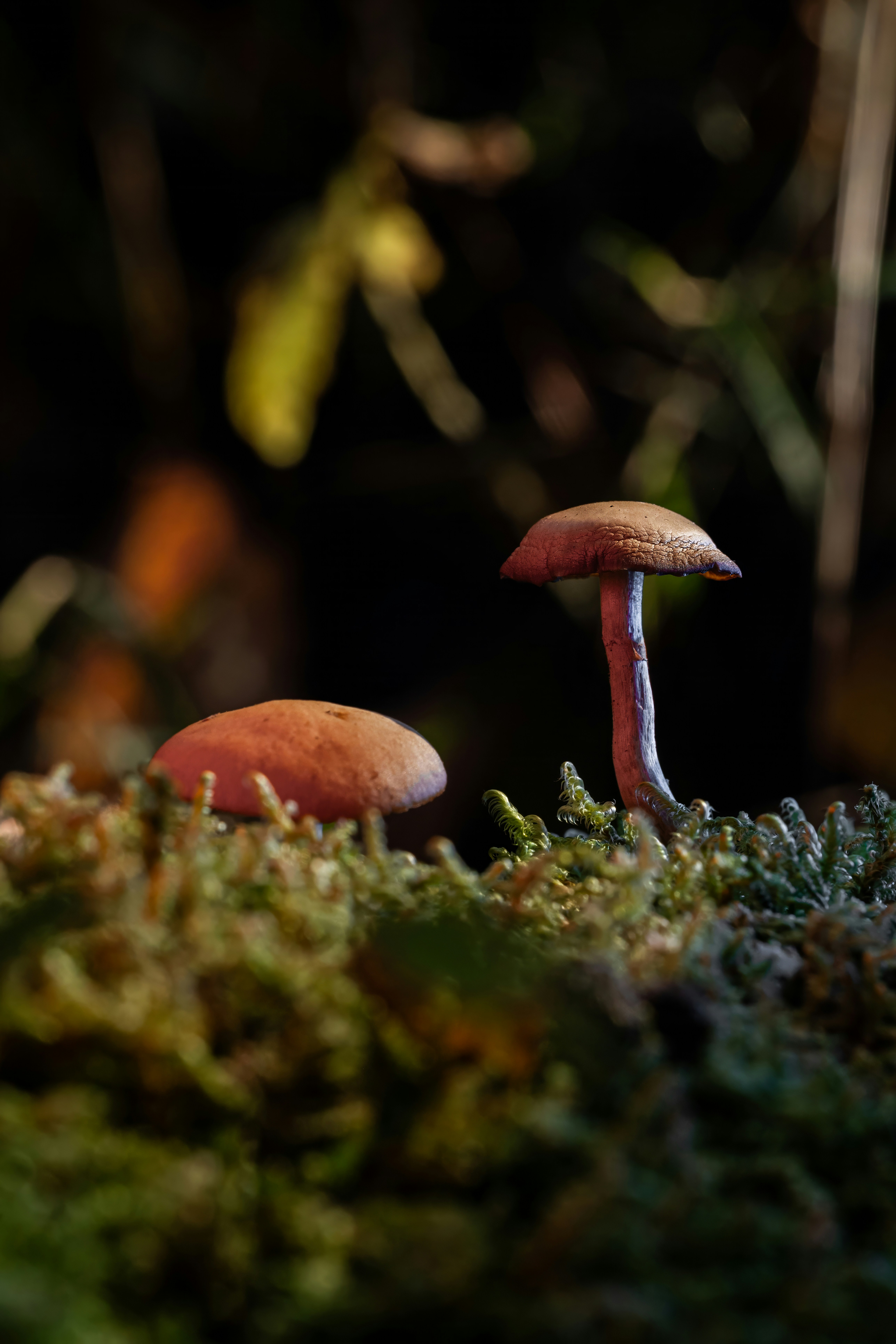 Photo by alexandredaoust