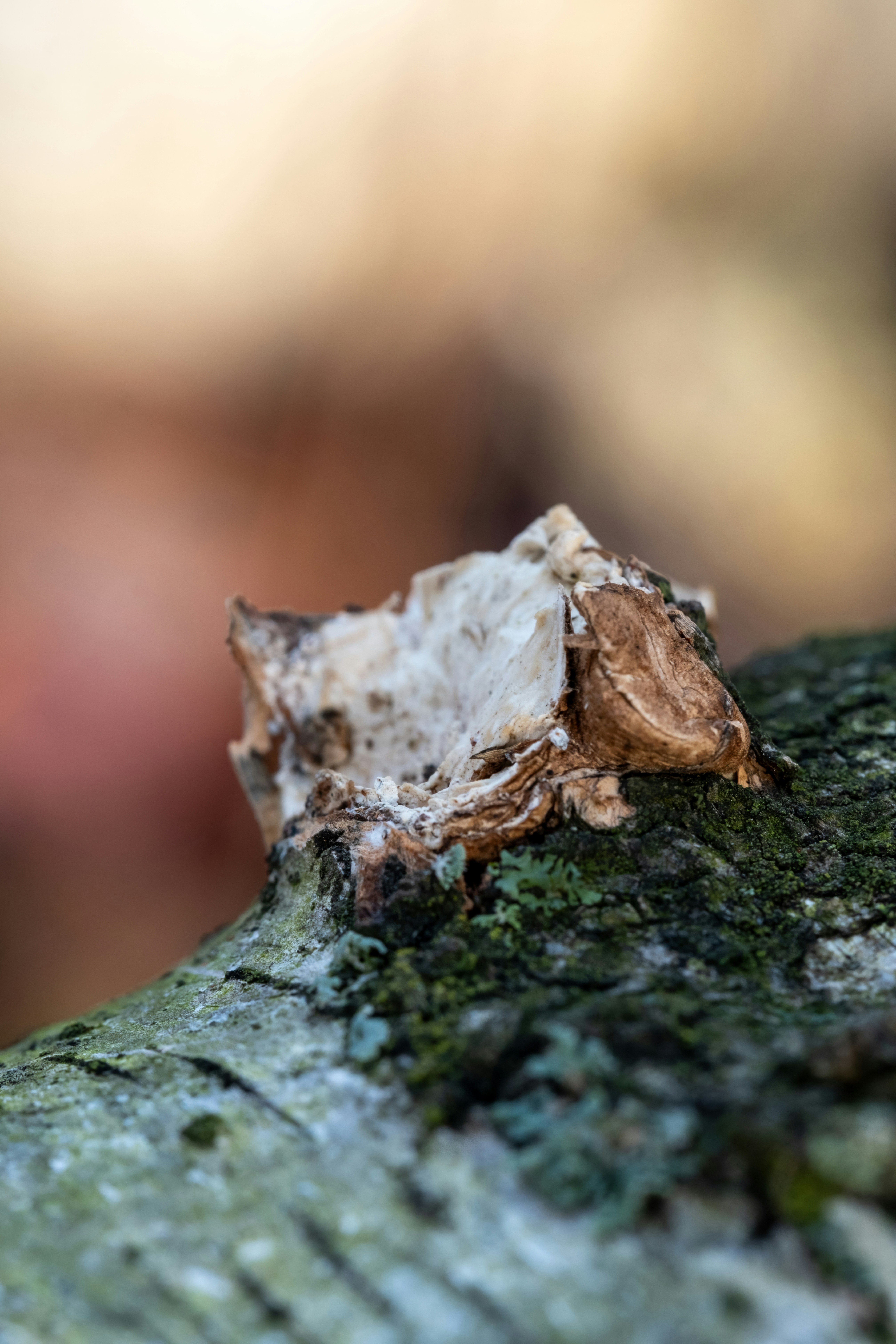 Photo by alexandredaoust