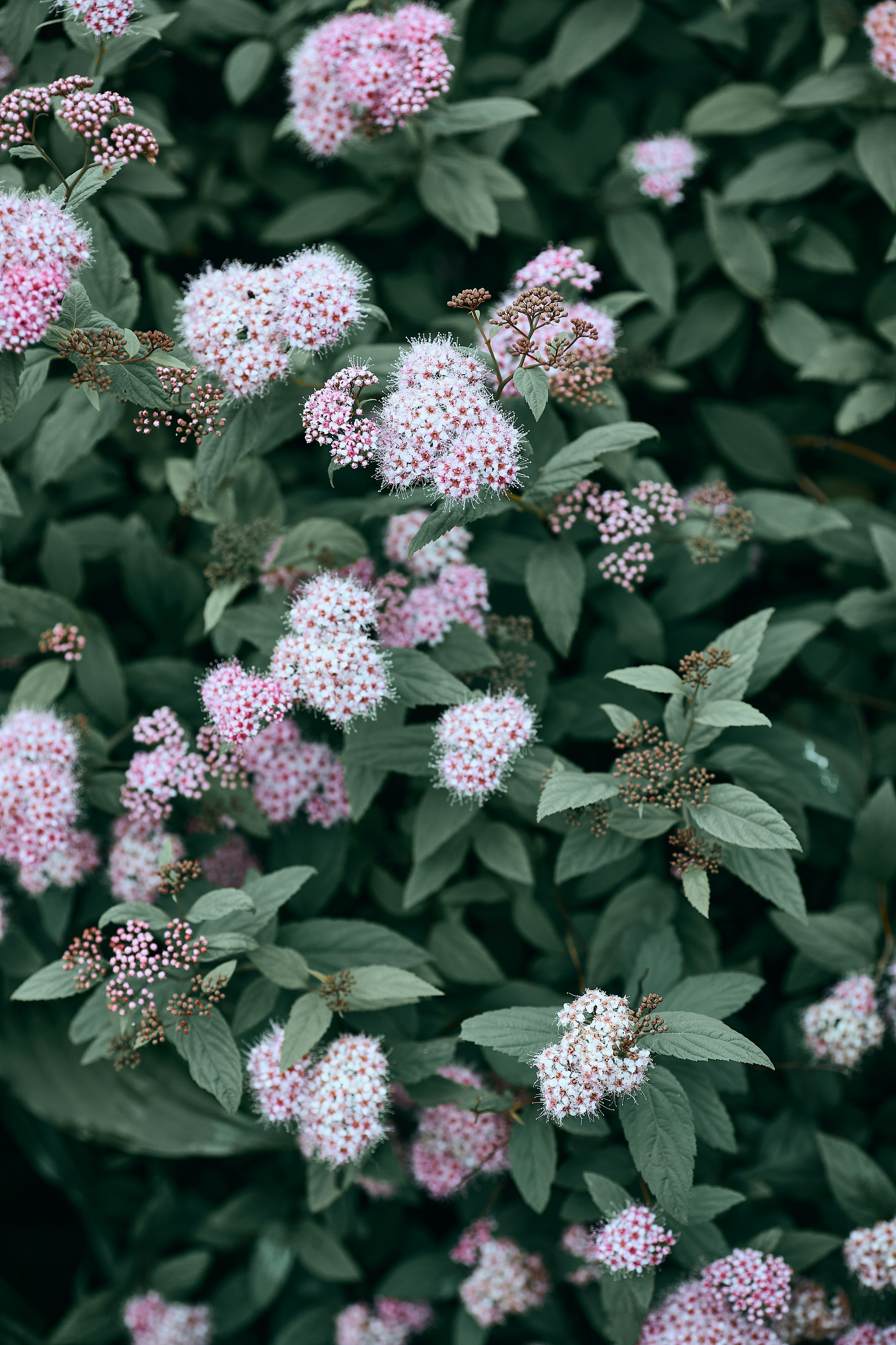 A bunch of pink flowers with green leaves