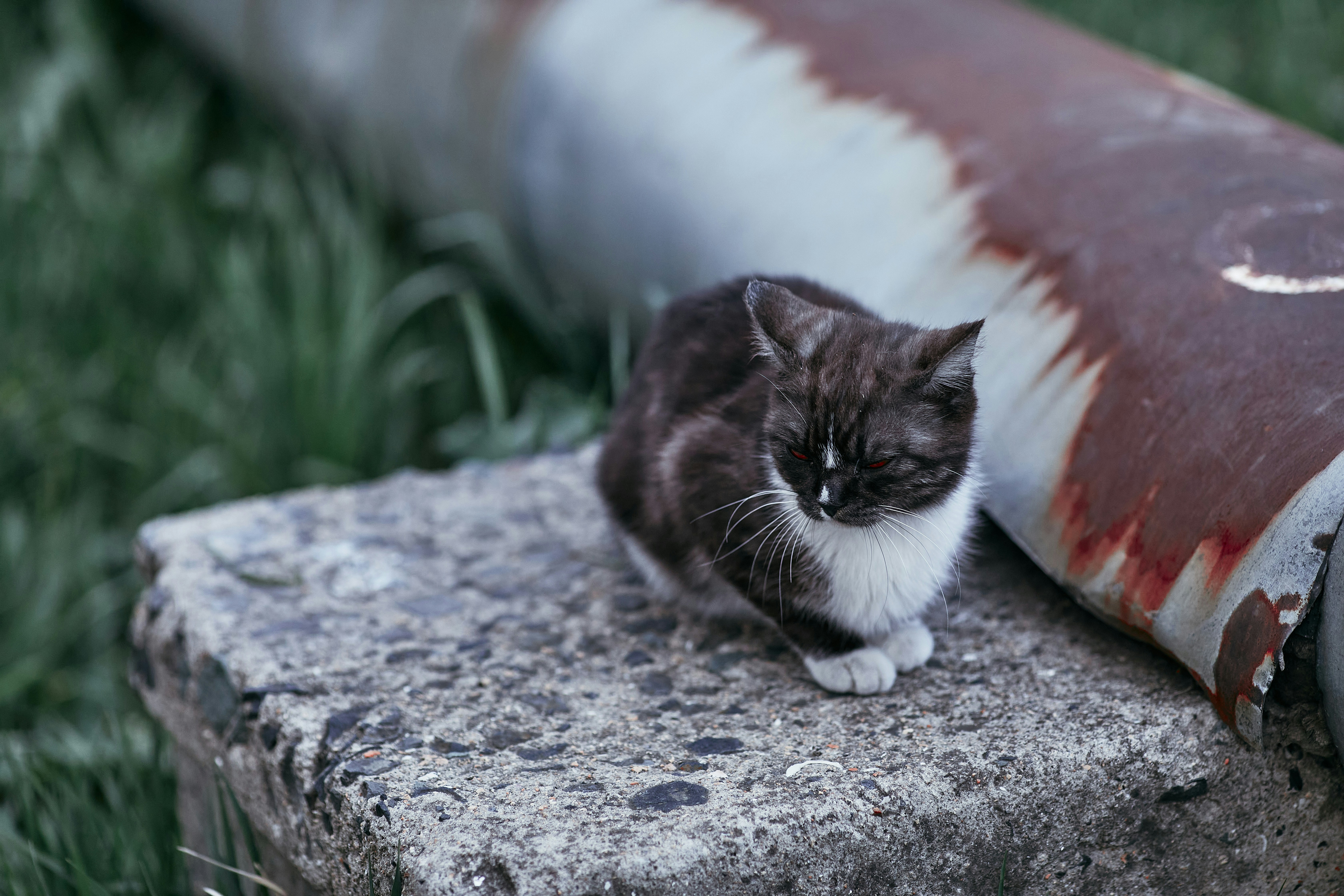 A cat sitting on top of a cement slab