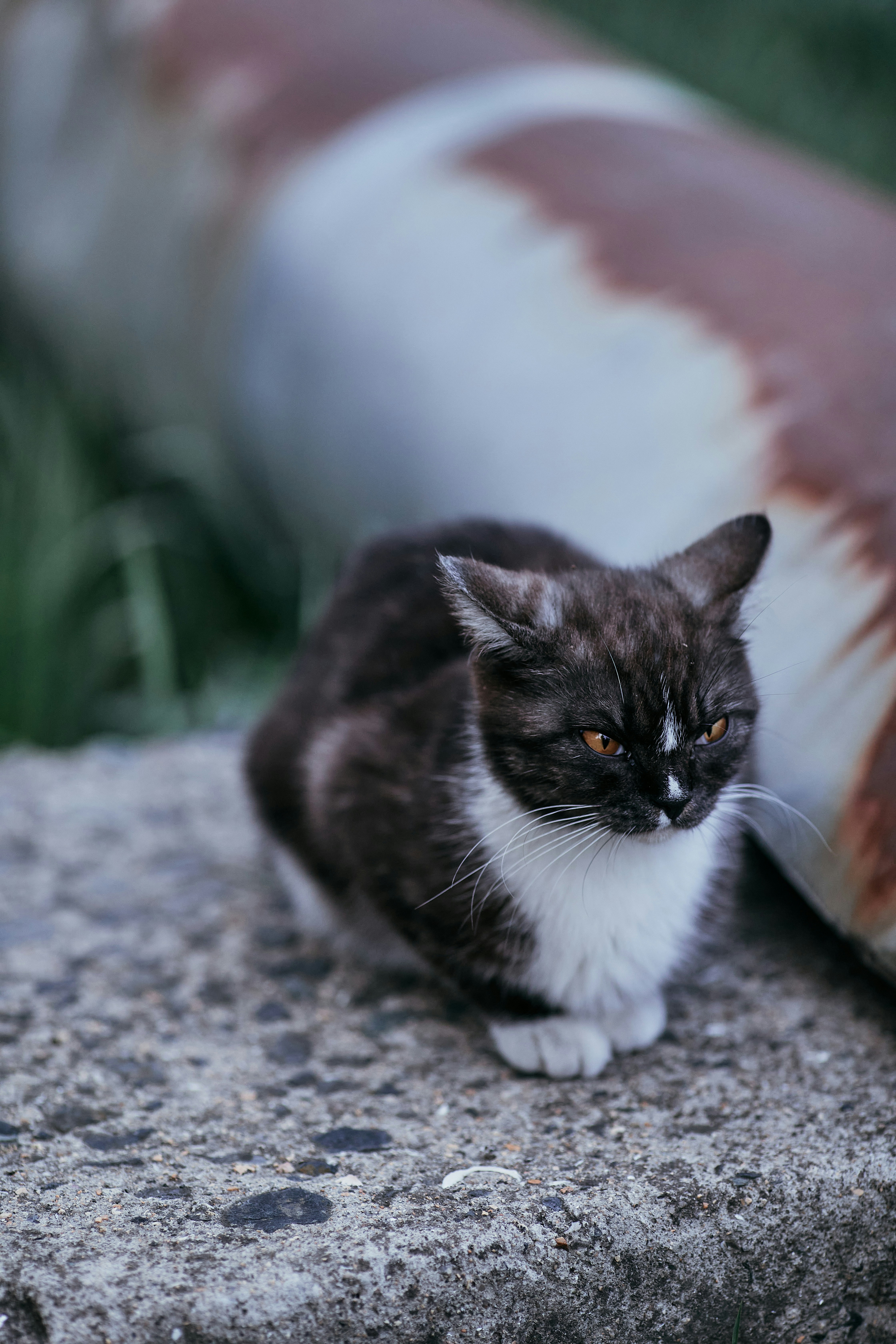 A cat sitting on top of a cement slab