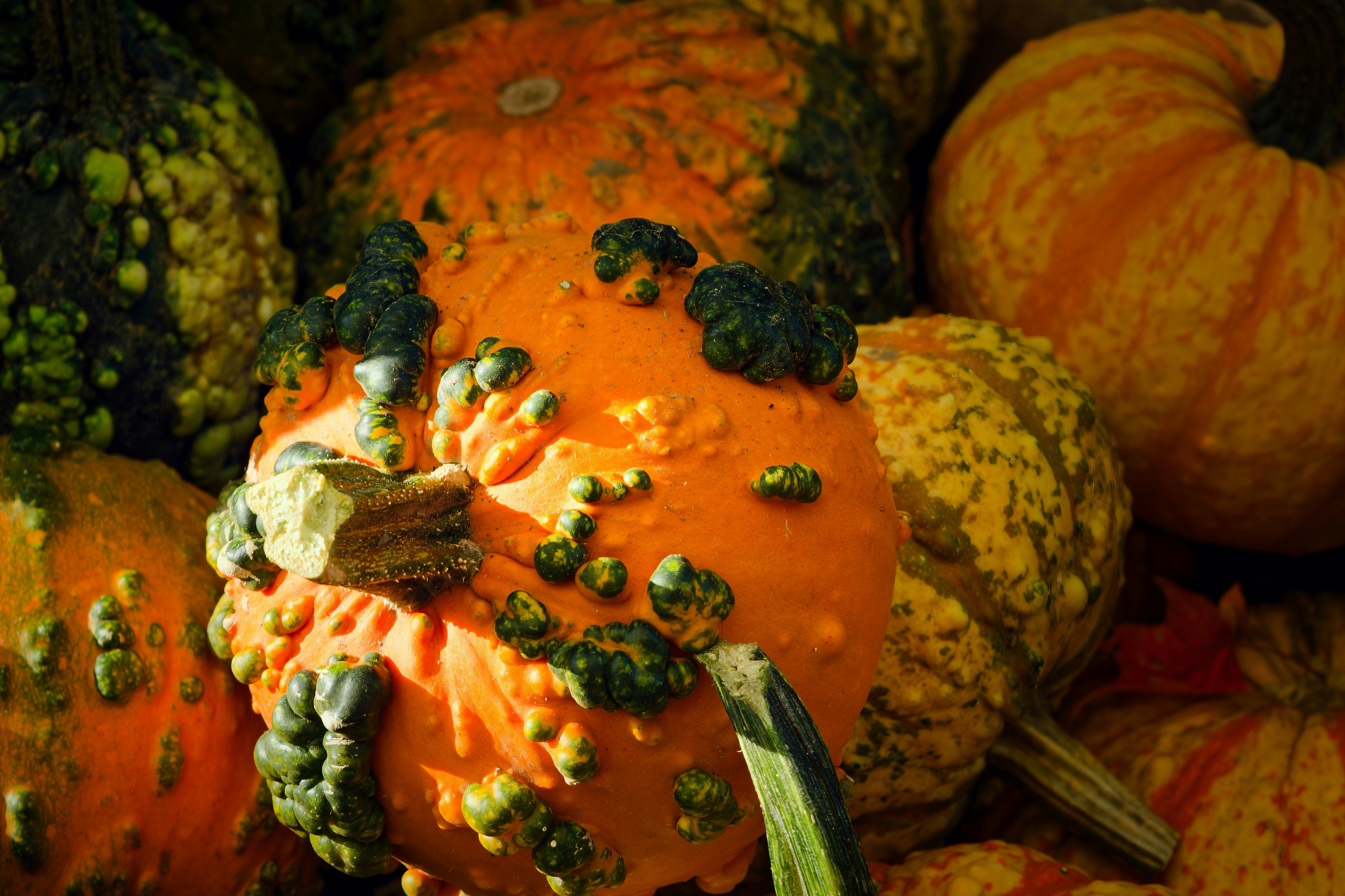 A pile of pumpkins sitting next to each other