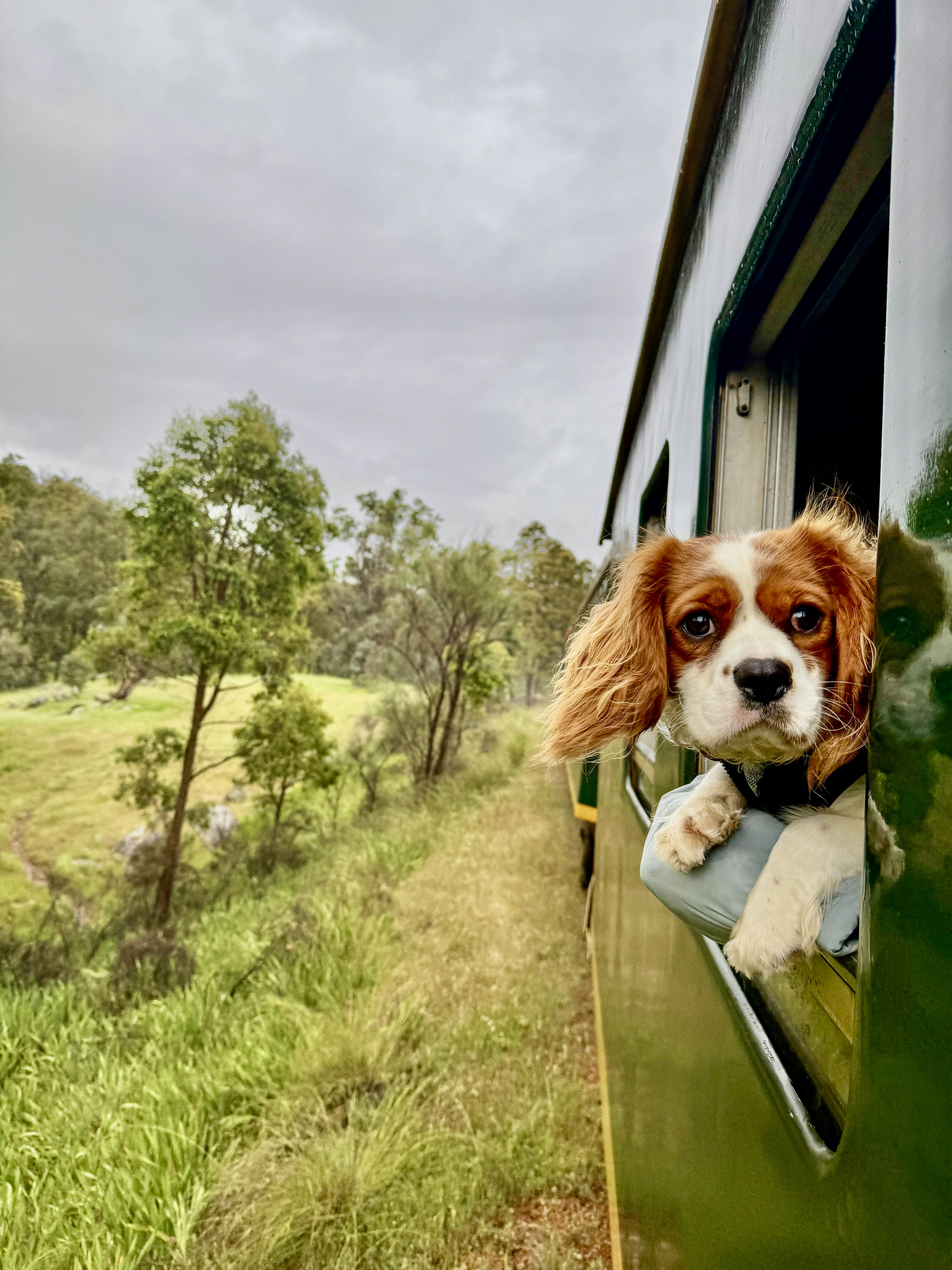 A dog sticking its head out of a train window