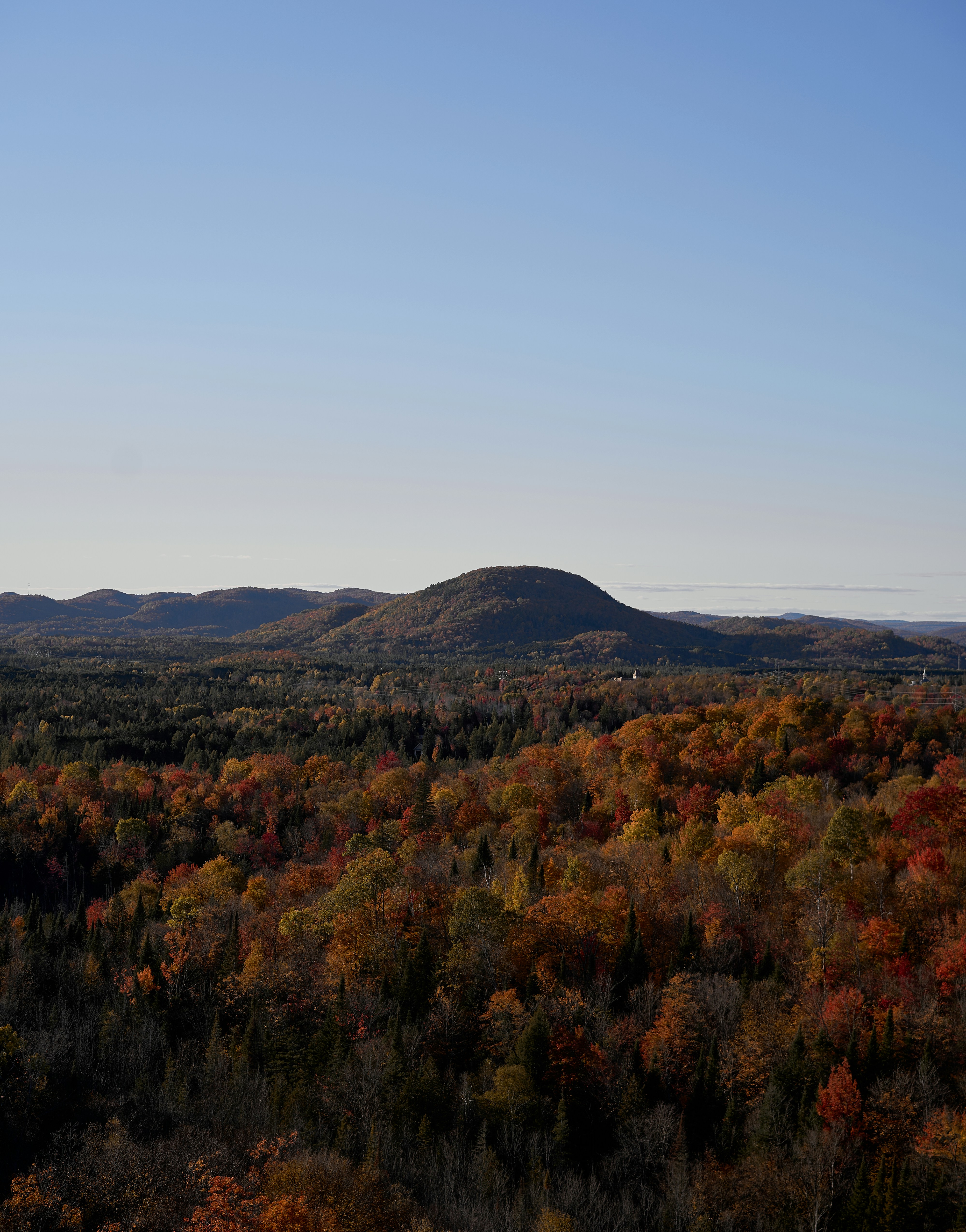 An aerial view of a forest with a mountain in the background
