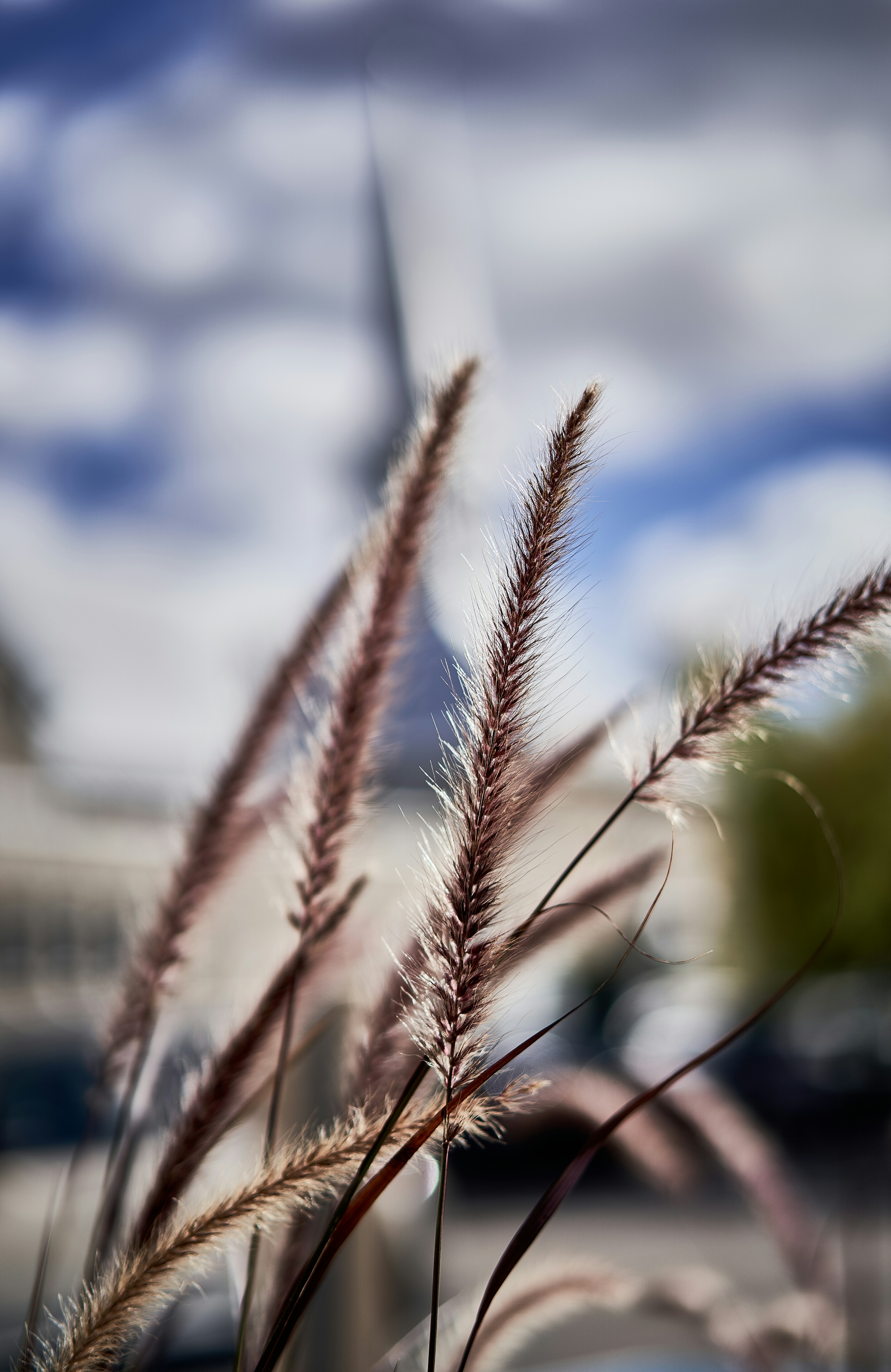 A blurry photo of a plant with a building in the background
