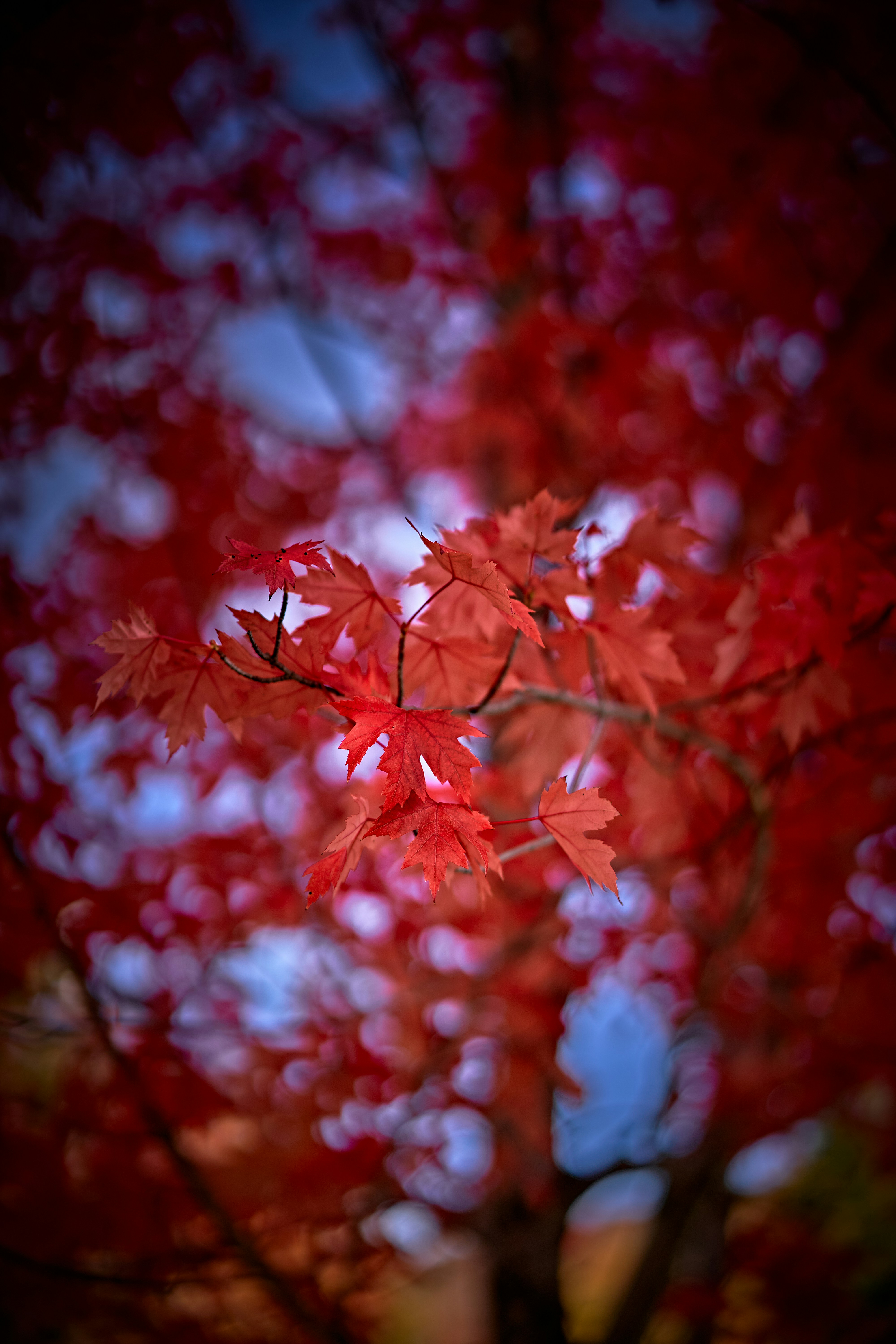 Photo by suicide_chewbacca