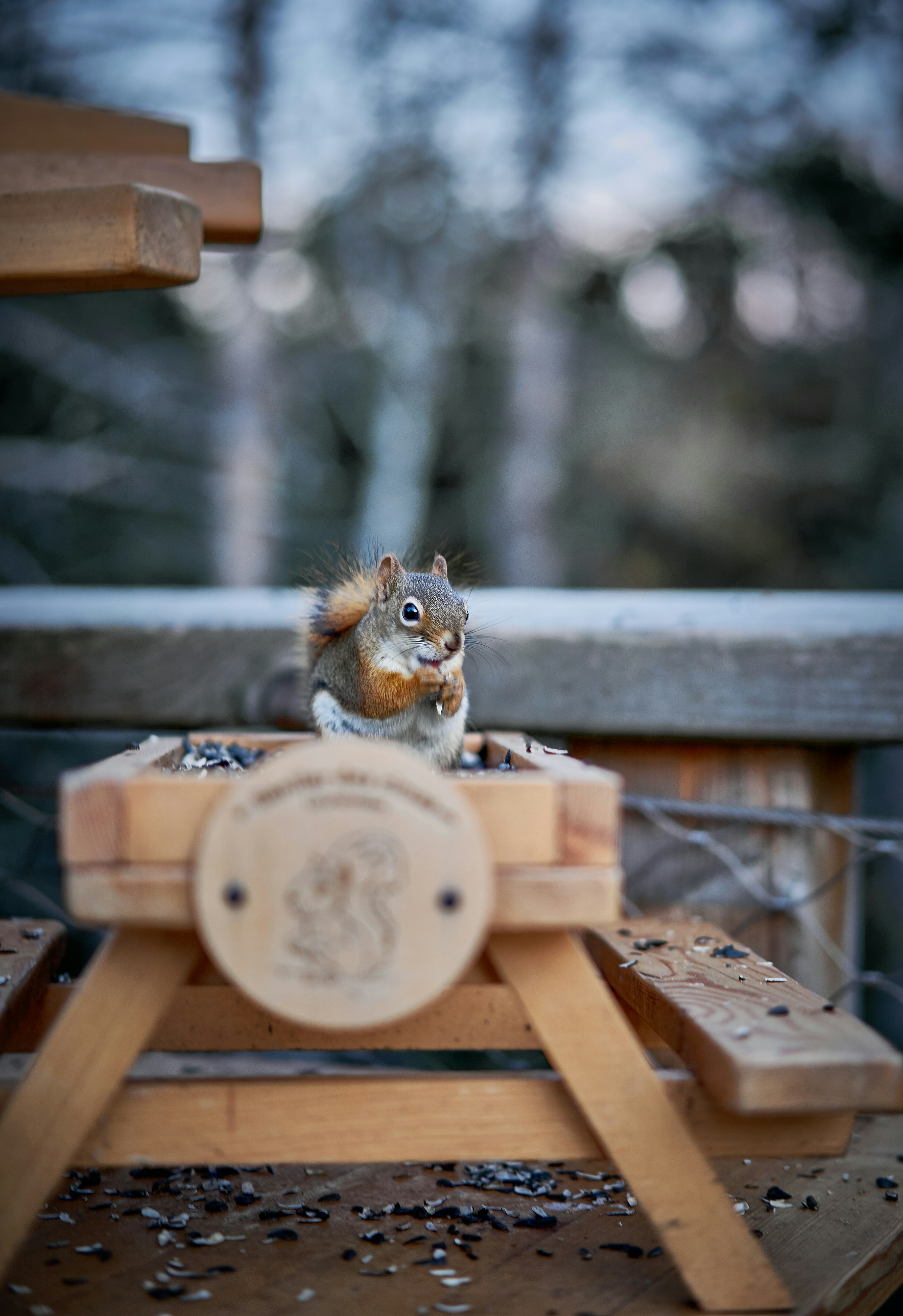 A squirrel sitting on top of a wooden bench