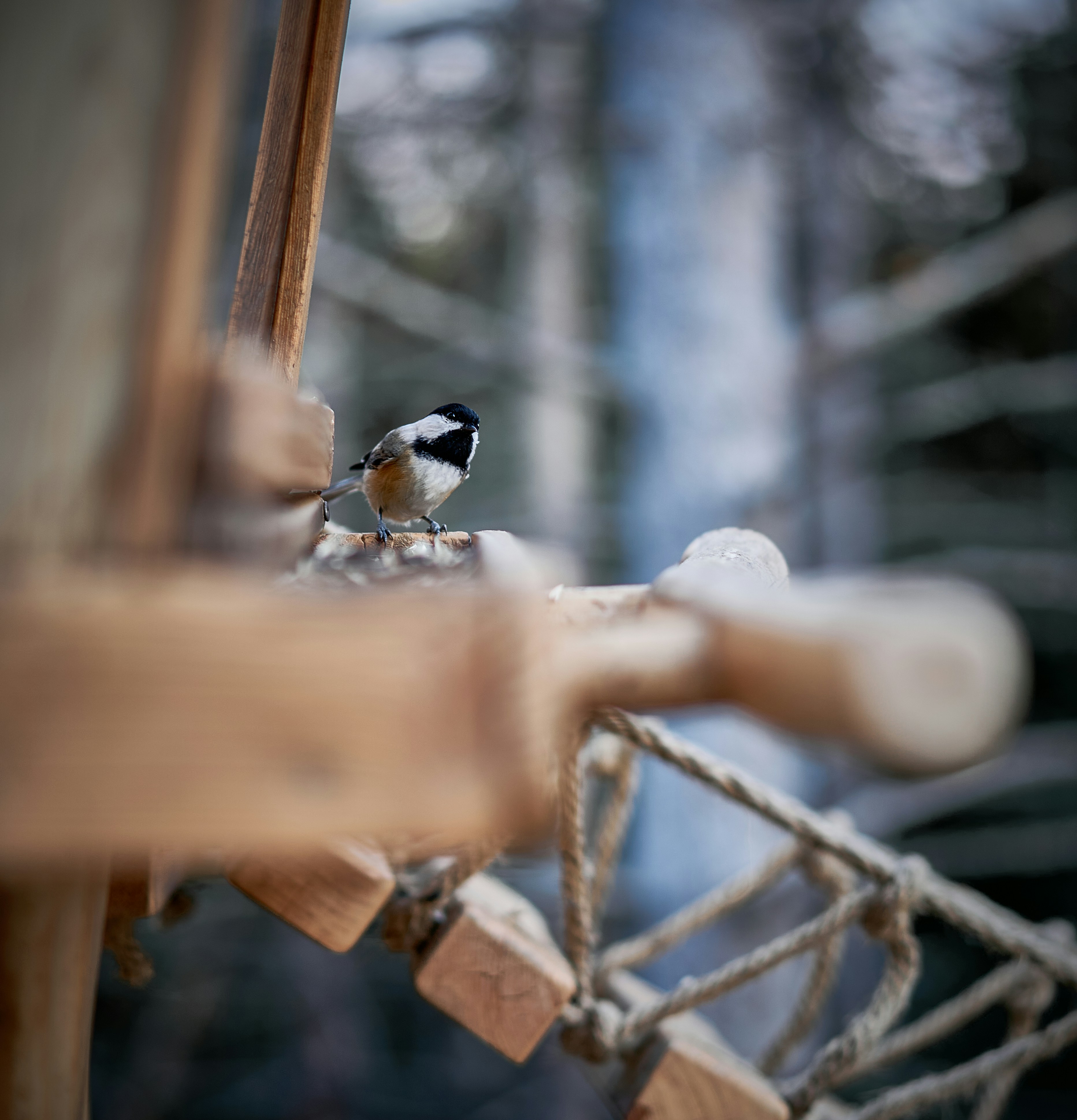 A small bird perched on top of a wooden chair