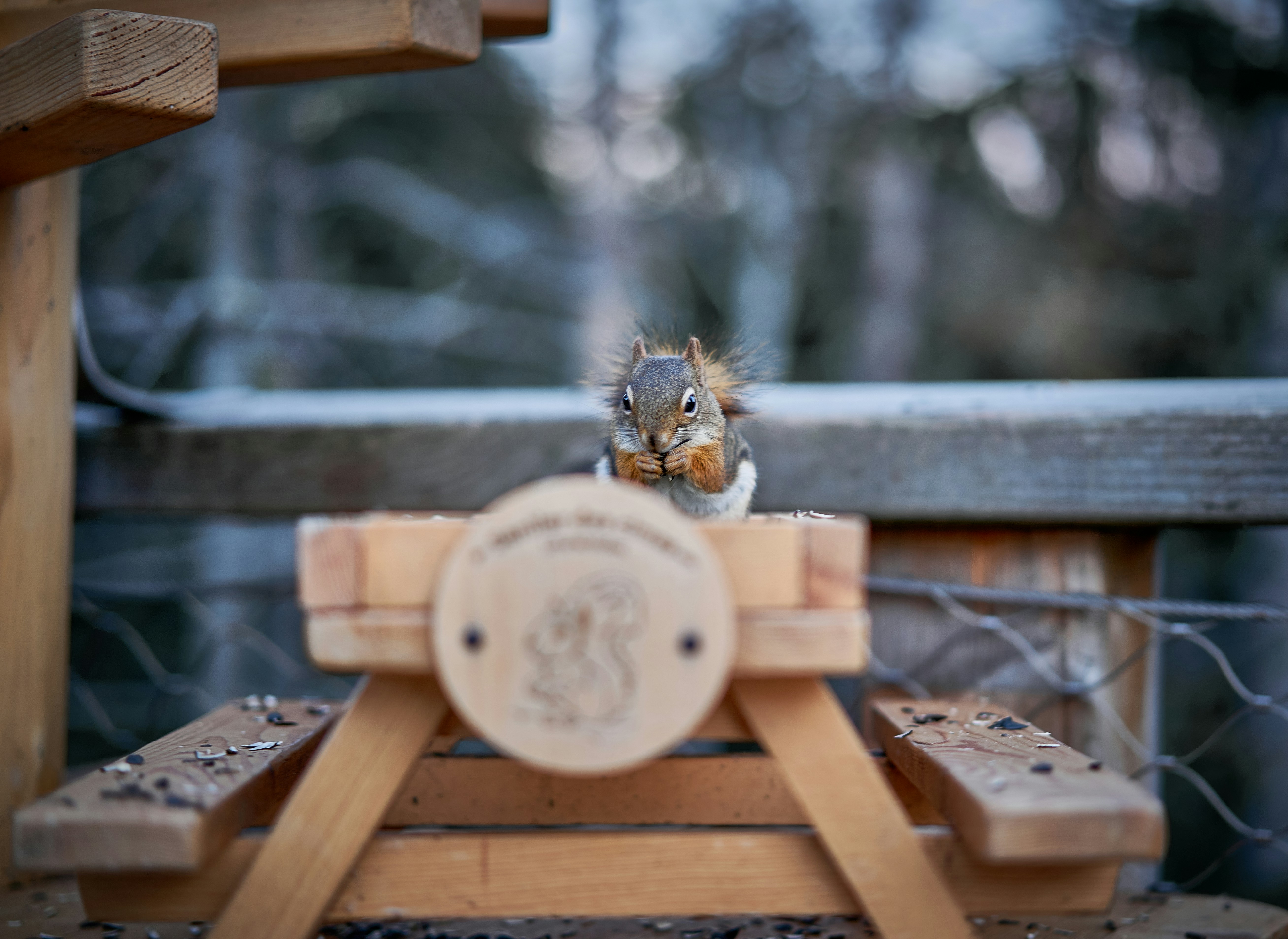 A small bird sitting on top of a wooden bench