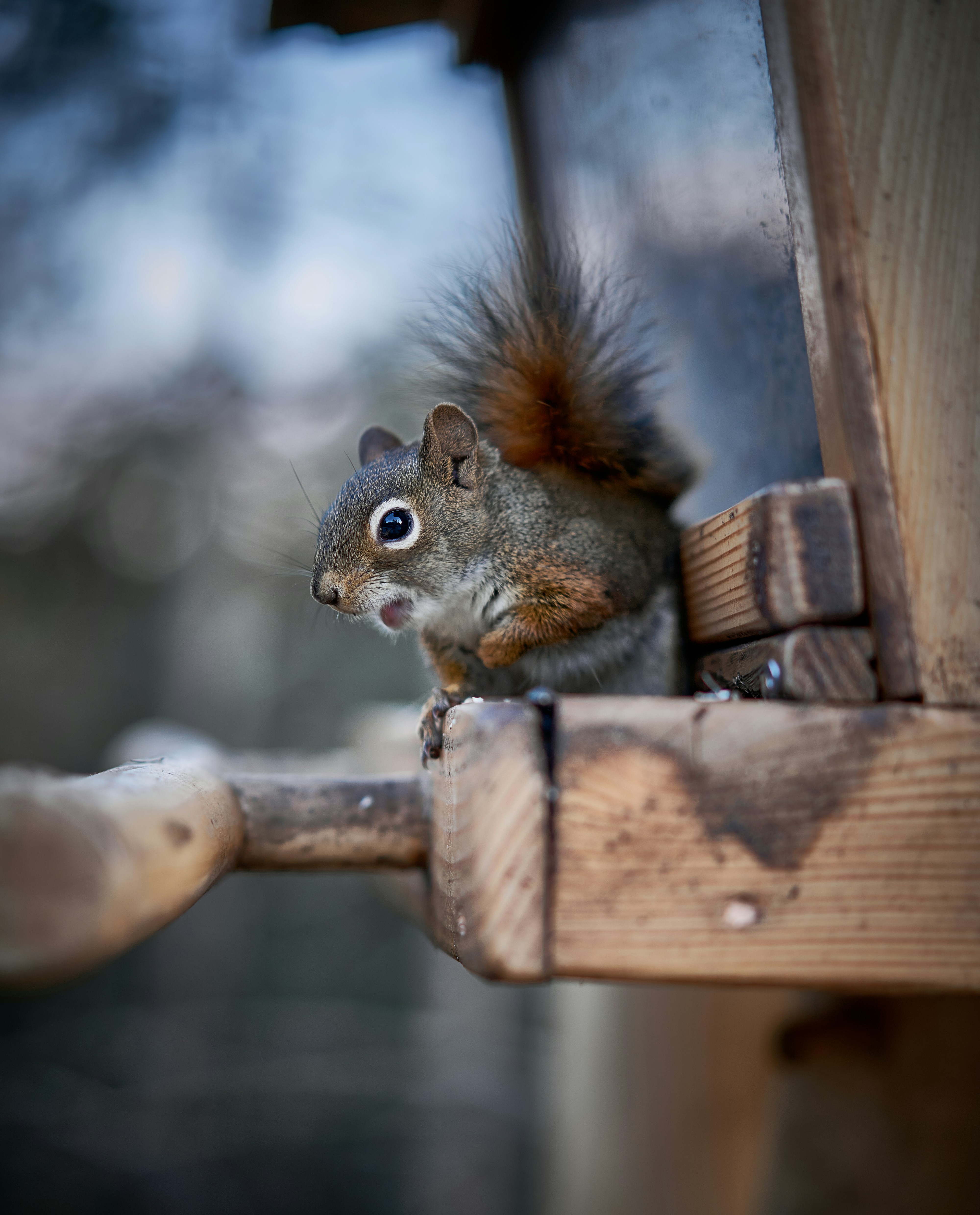 A squirrel sitting on top of a wooden bench