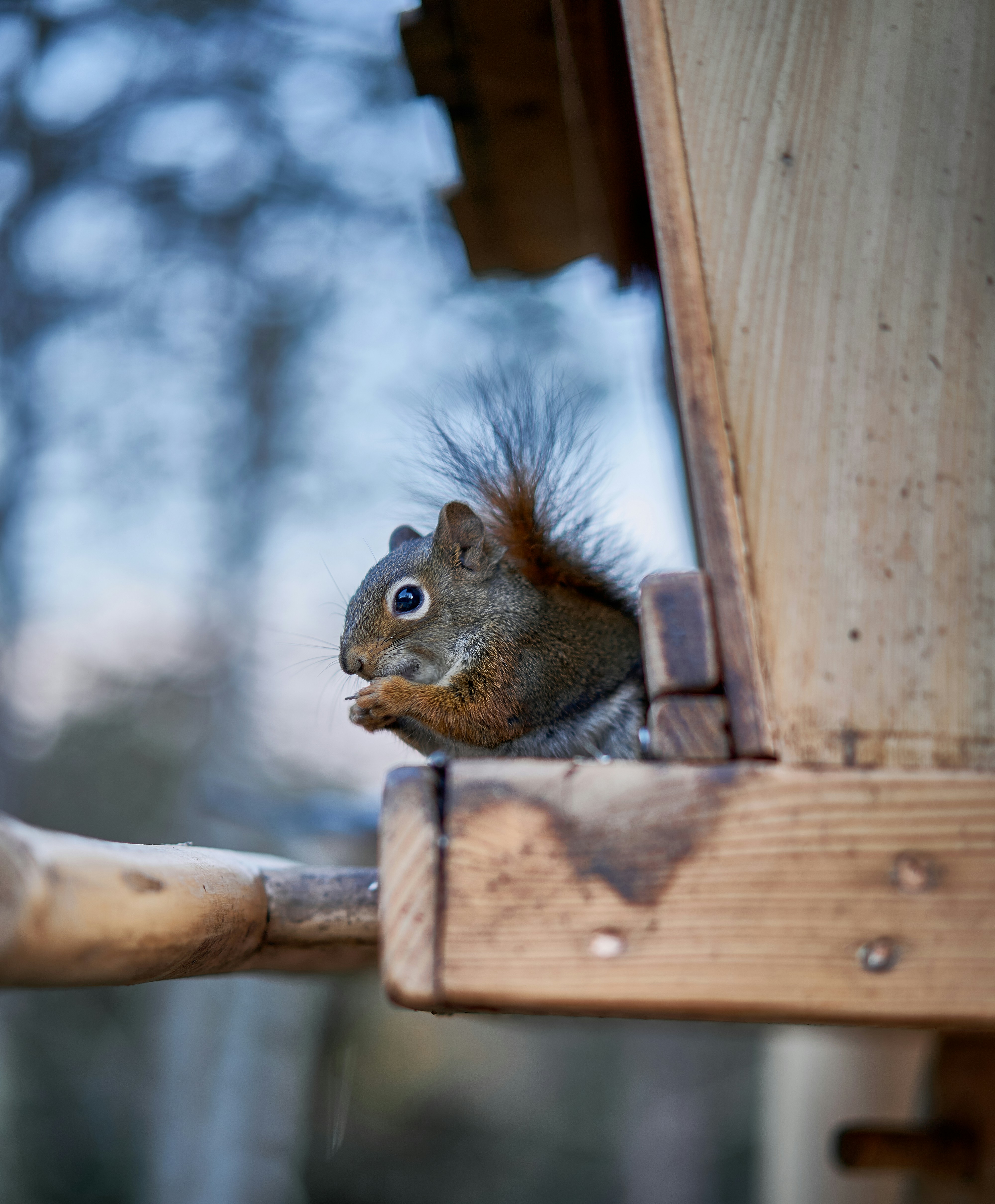 A squirrel sitting on top of a wooden structure