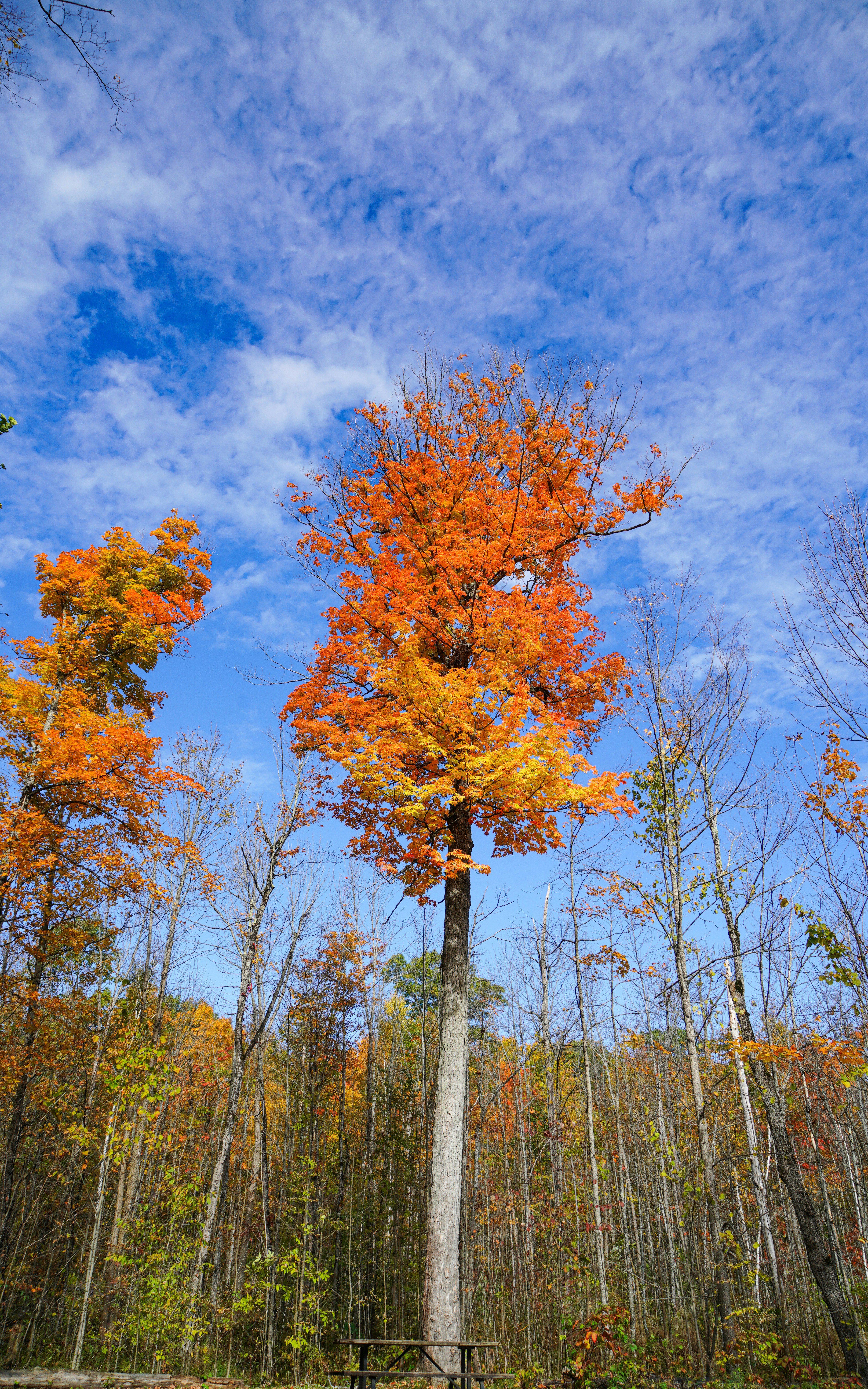 A tall tree in the middle of a forest