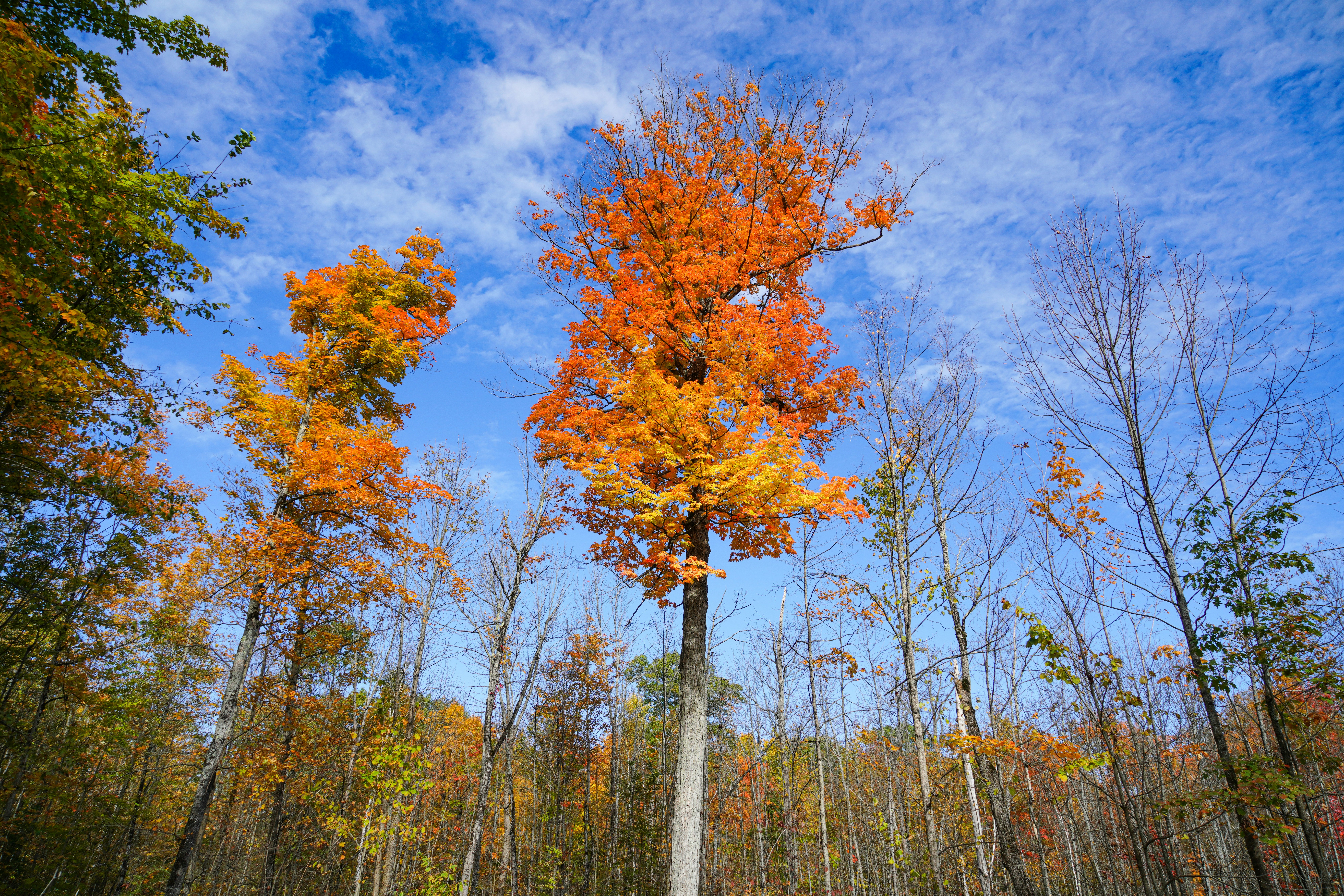 A tall tree in the middle of a forest