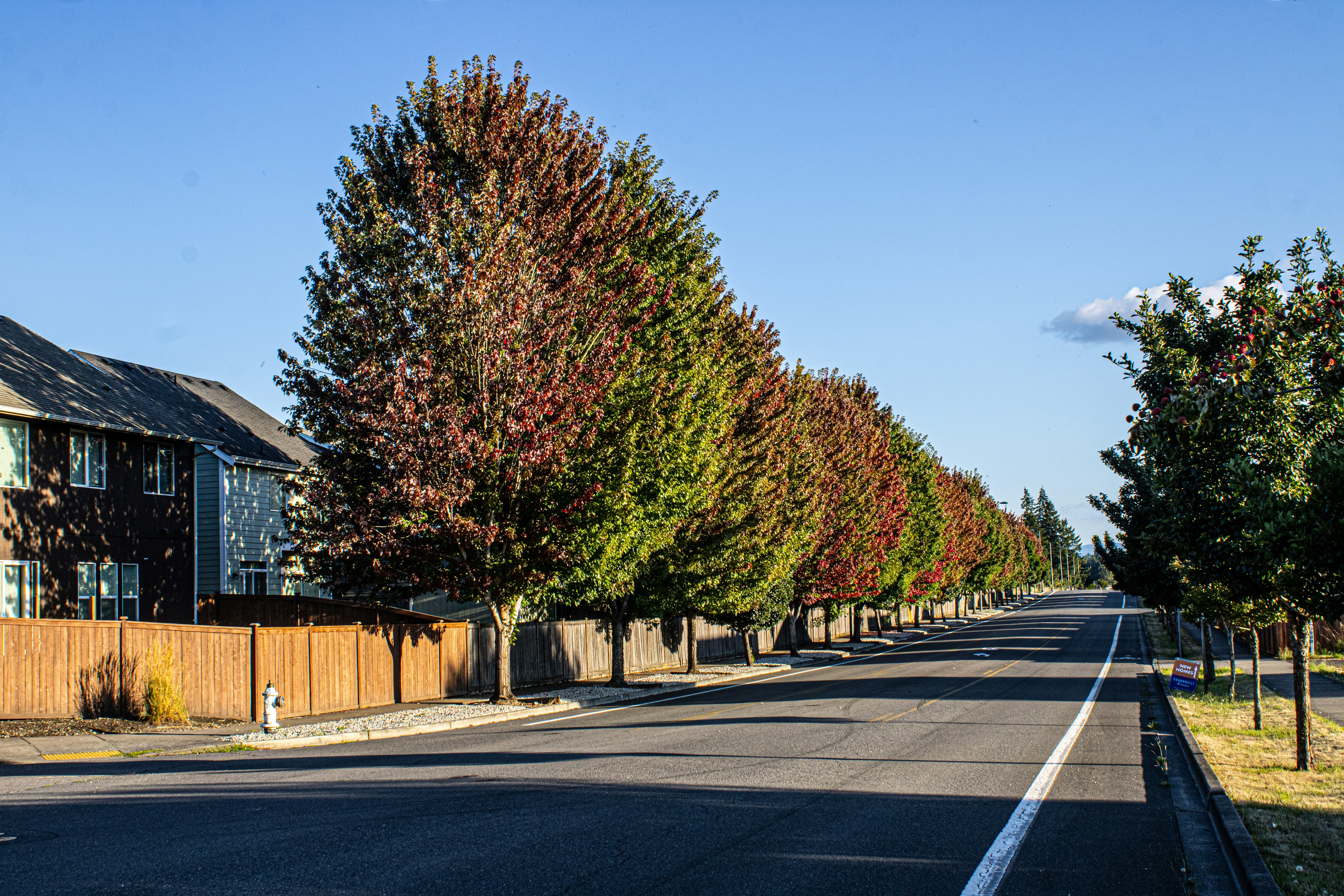 tree-lined park strip in Salt Lake City - tree removal salt lake city ut