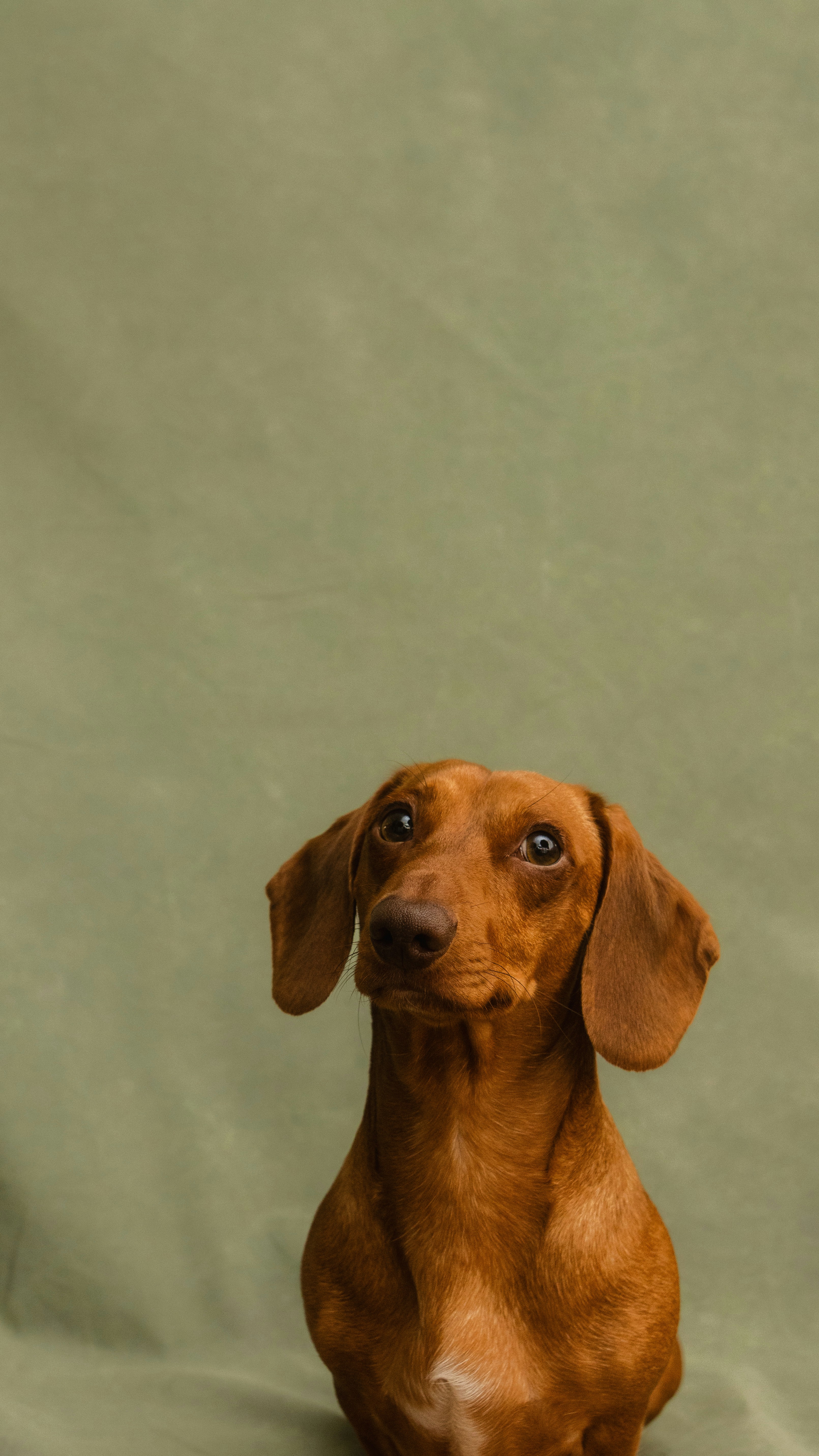 A small brown dog sitting on top of a green blanket