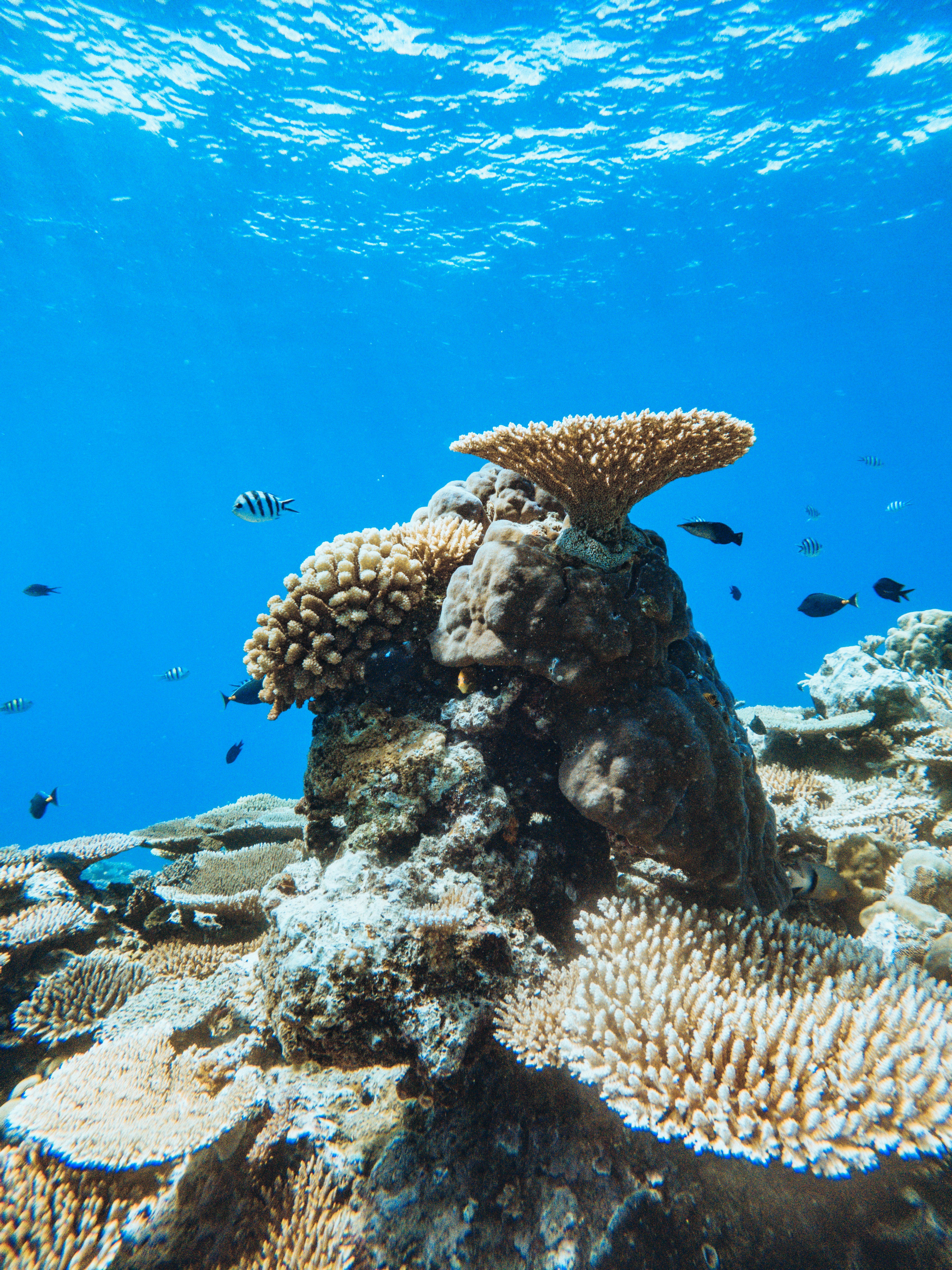 Una vista submarina de un arrecife de coral con peces