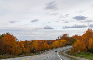 A car driving down a road surrounded by trees