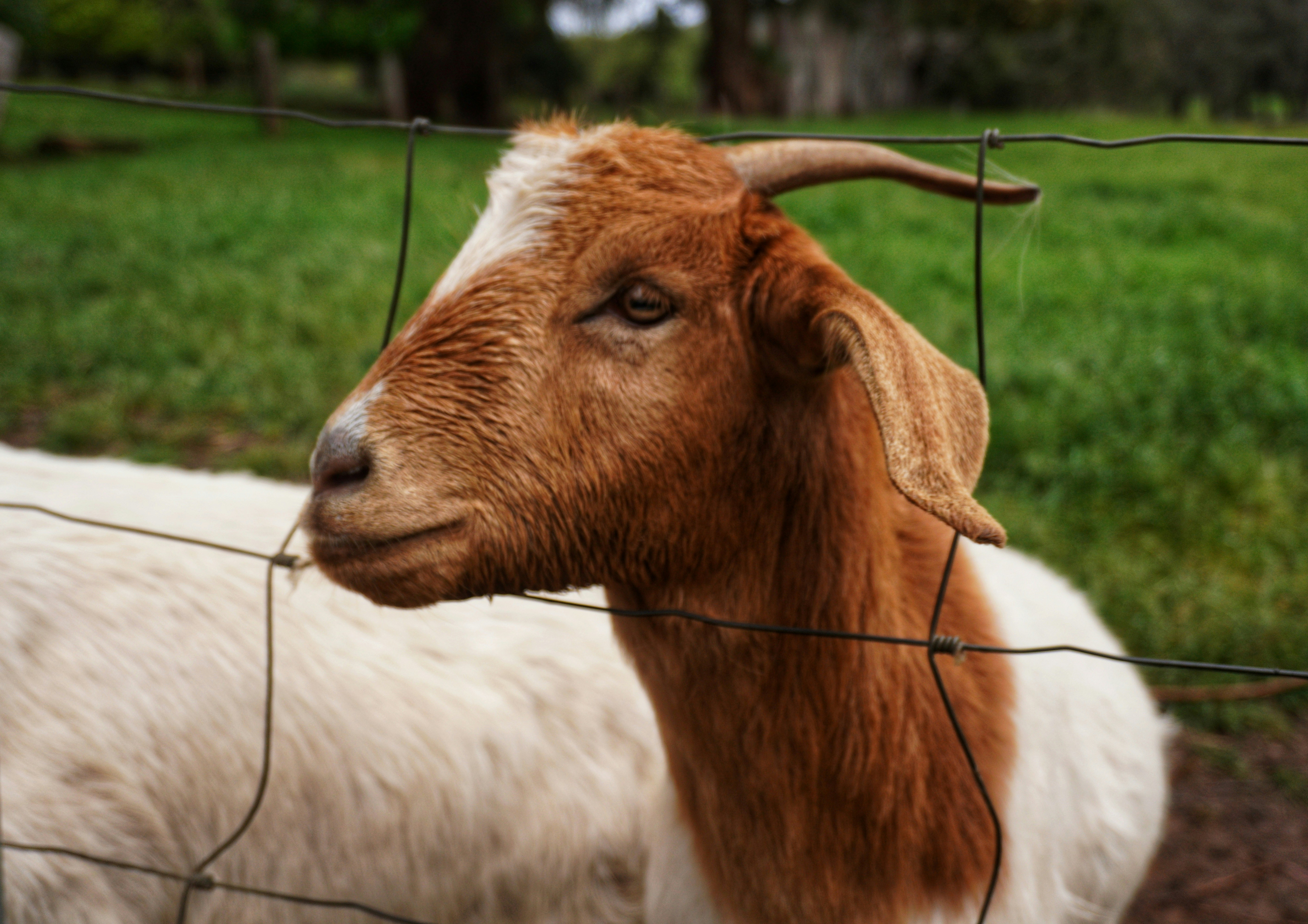 A brown and white goat behind a wire fence