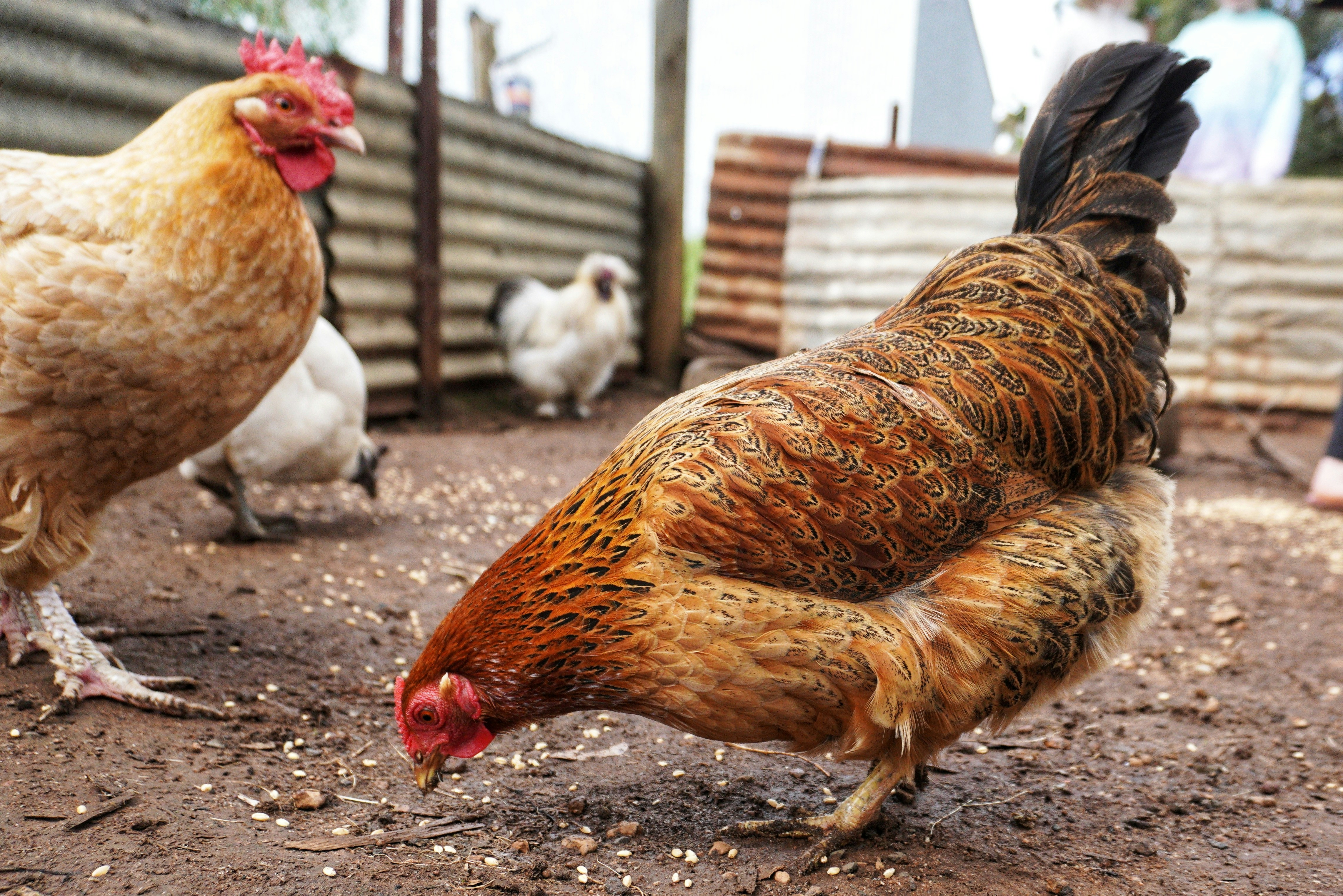 A group of chickens standing on top of a dirt field