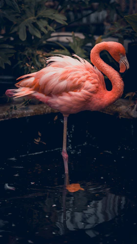 A pink flamingo standing on a branch in the water