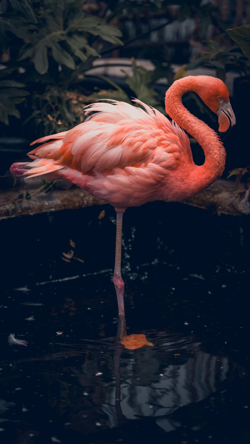 A pink flamingo standing on a branch in the water