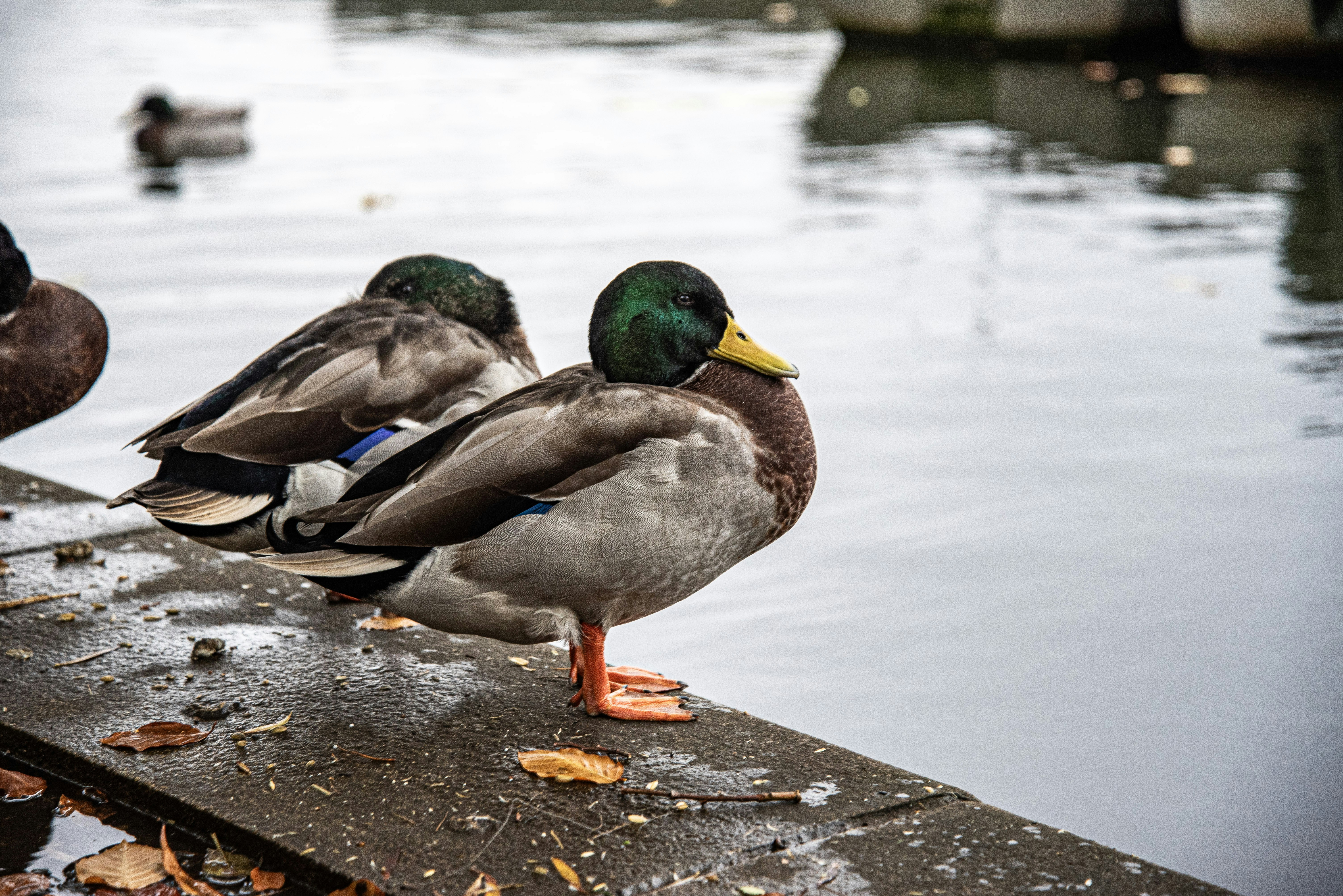 Photo by alphaperspective